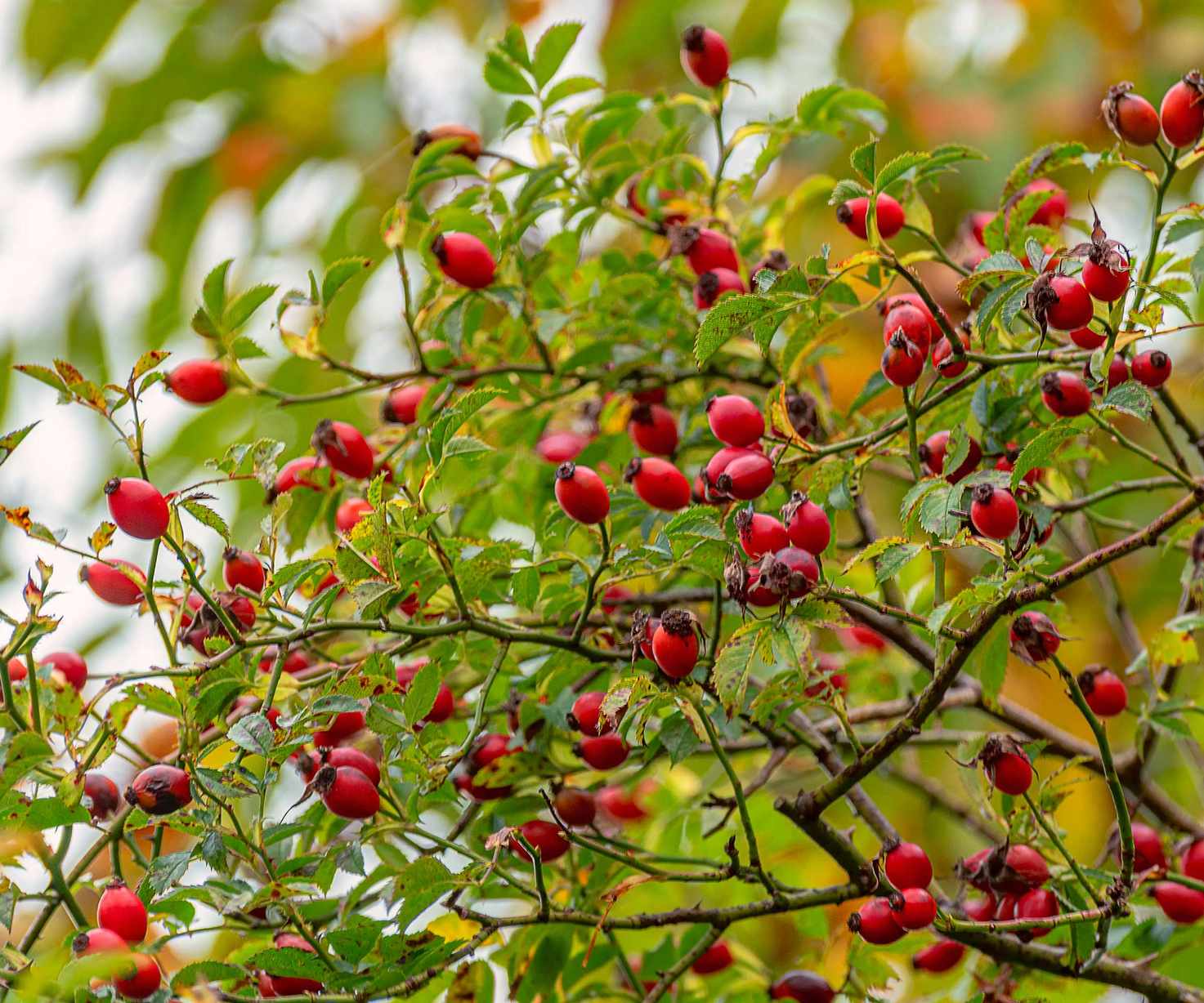 rose hips