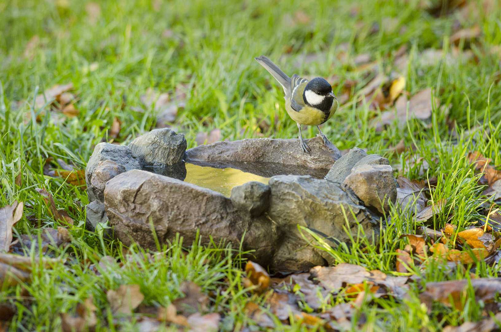 the Maggiore ground level bird bath with coal tit