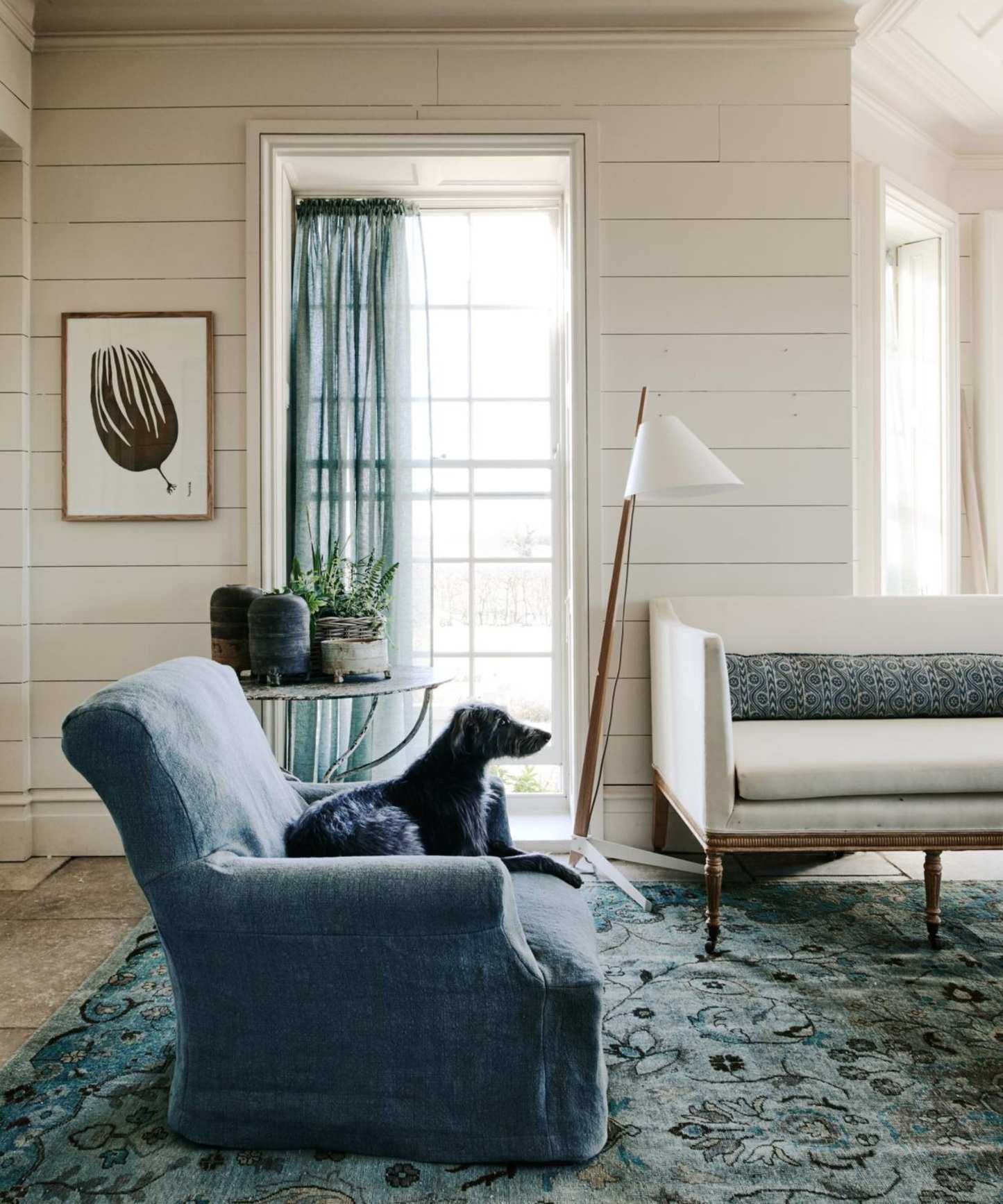 Well-lit living room with white wood panelled wall, blue armchair, floral rug and dog sat on regency sofa.