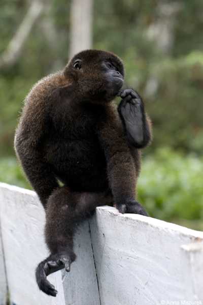 Monkey Island, Iquitos, Peru