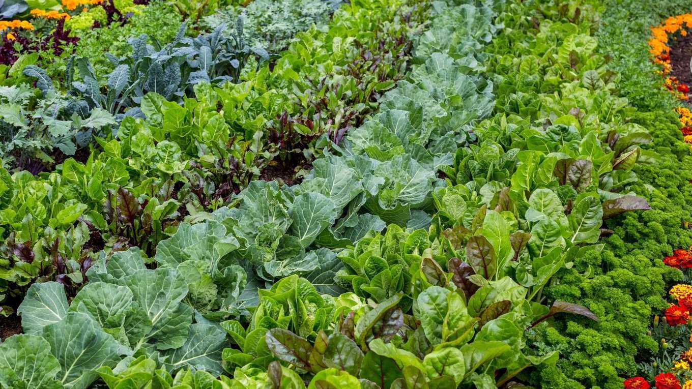 Fast-growing vegetables: 10 top picks from a veg growing expert
