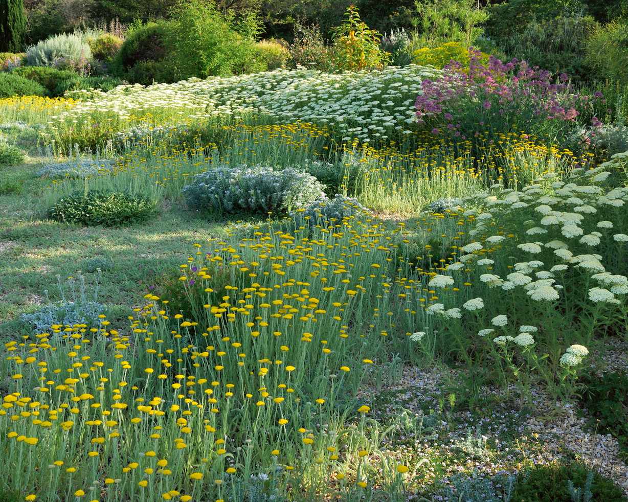 Ground cover plants that like dry conditions