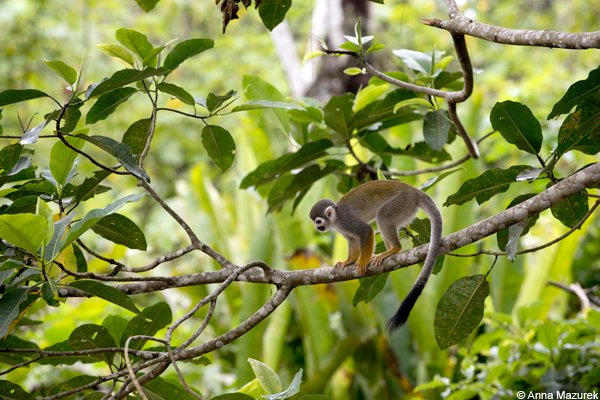 Monkey Island, Iquitos, Peru