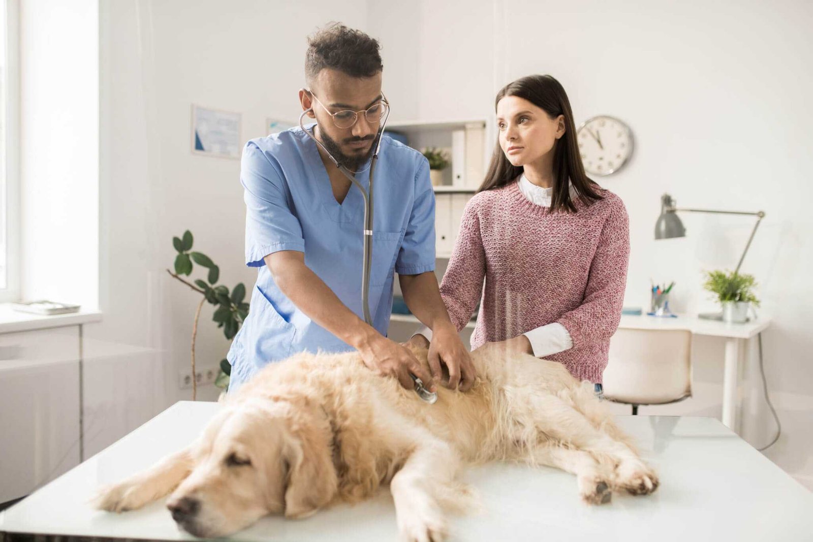What to Expect When You Take Your Pet to The Emergency Vet