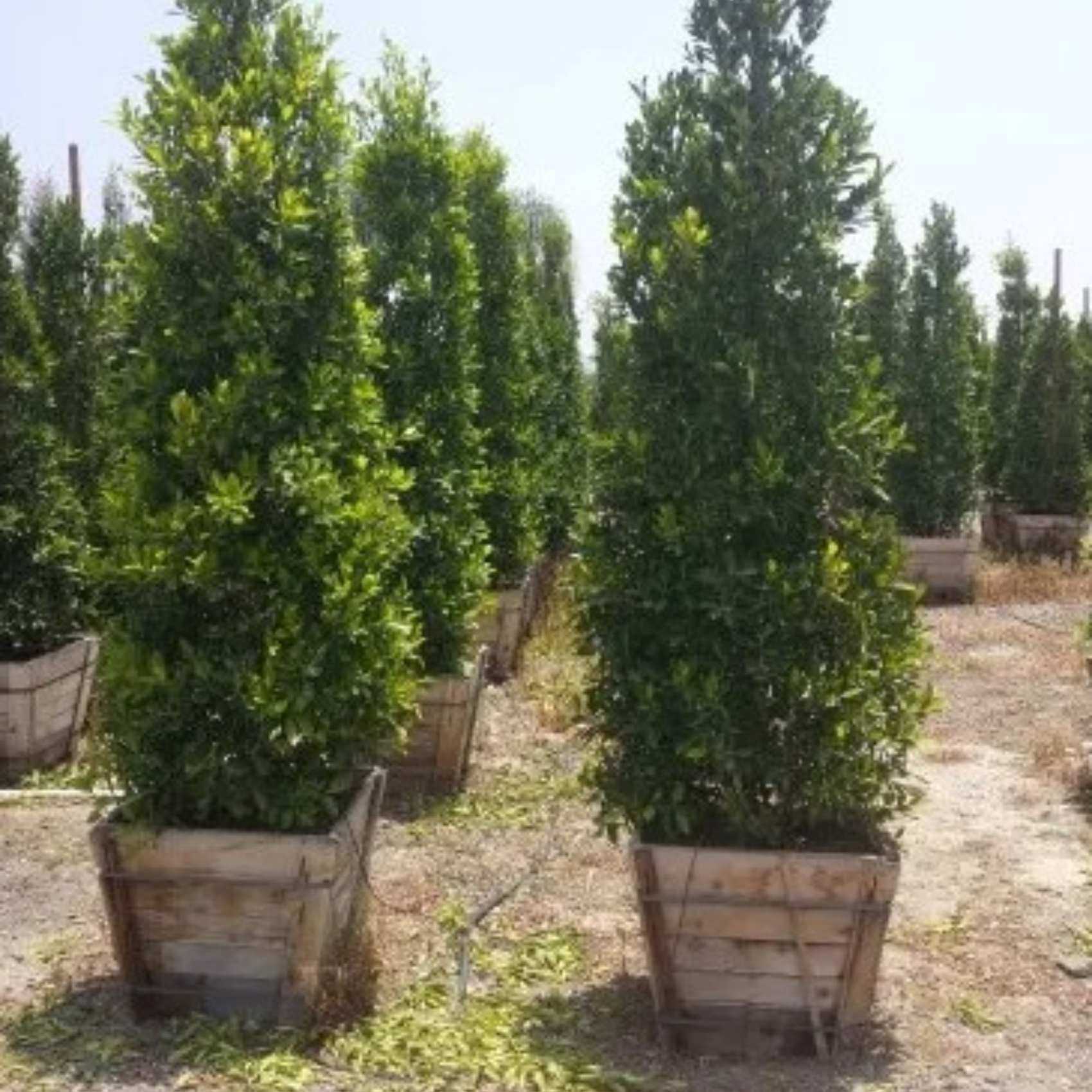 Ficus Nitida