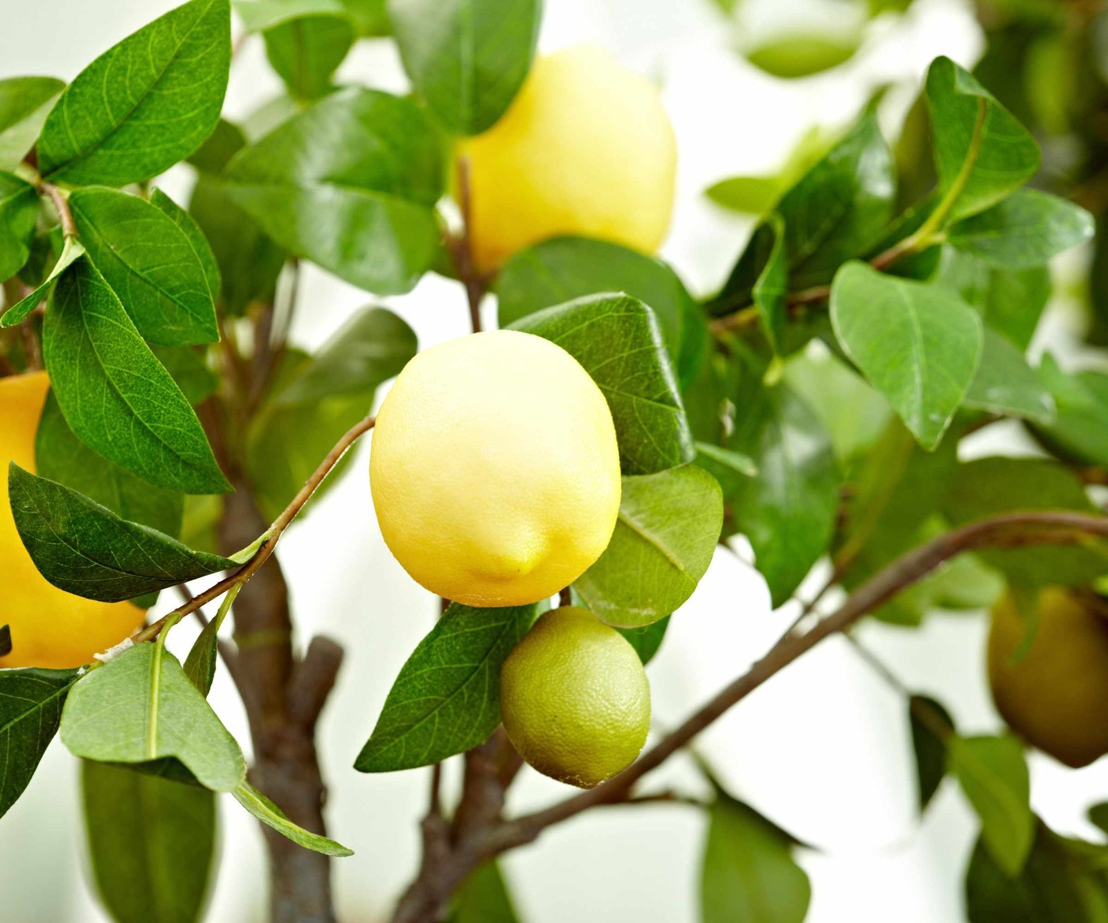 Ripe lemons growing on a lemon tree indoors