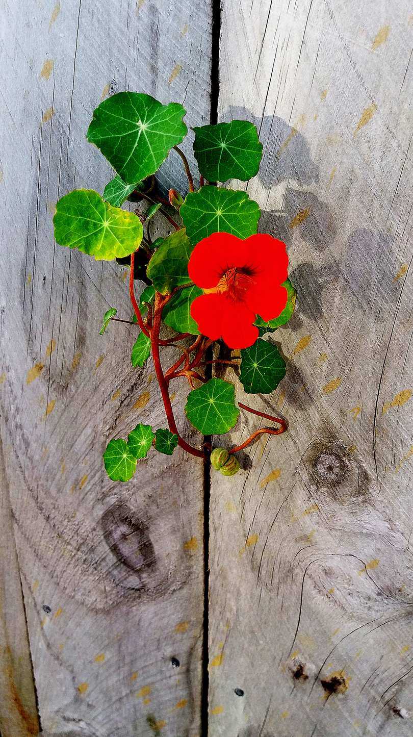 nasturtium trailing through wooden plank