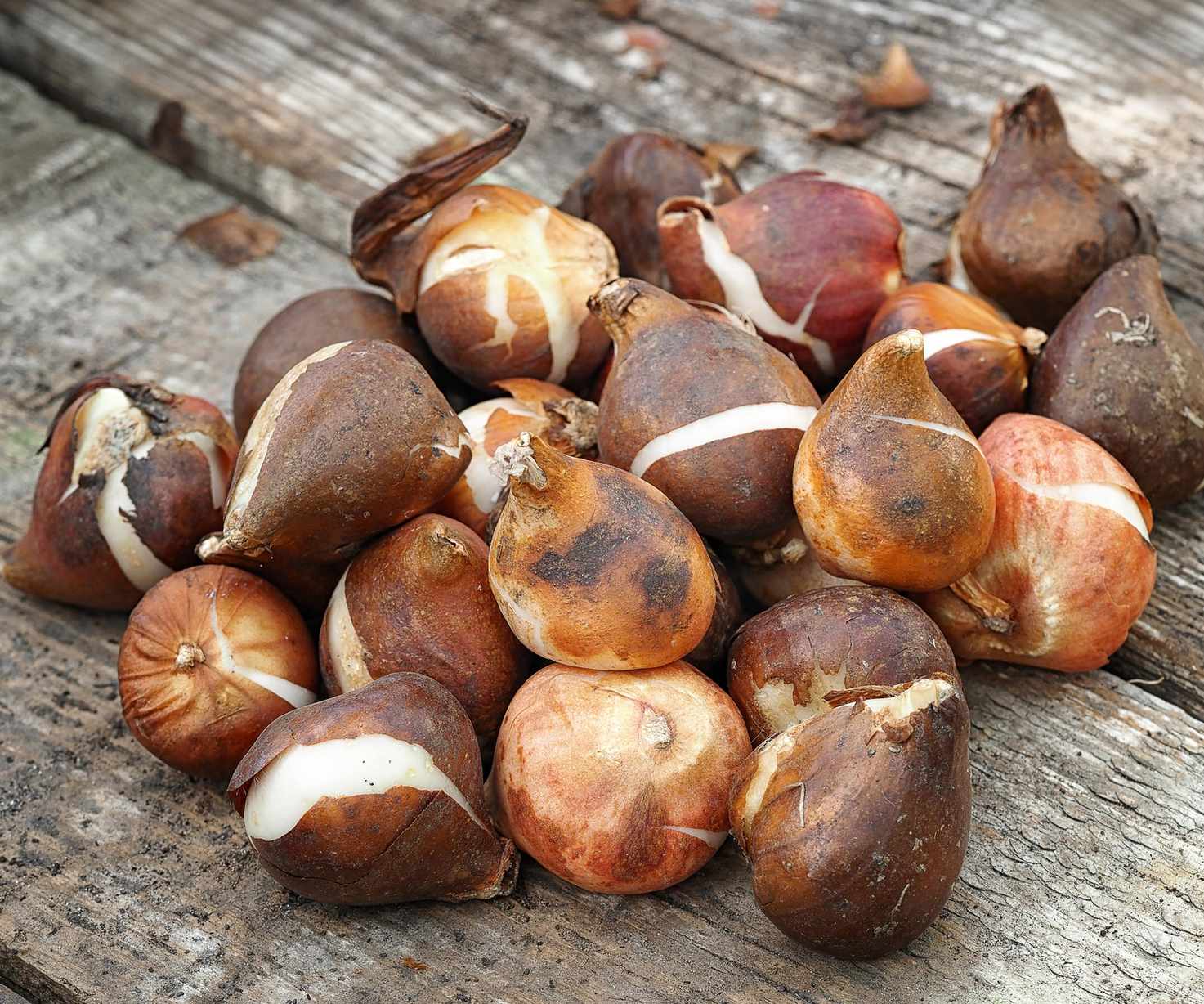Tulip bulbs ready for planting
