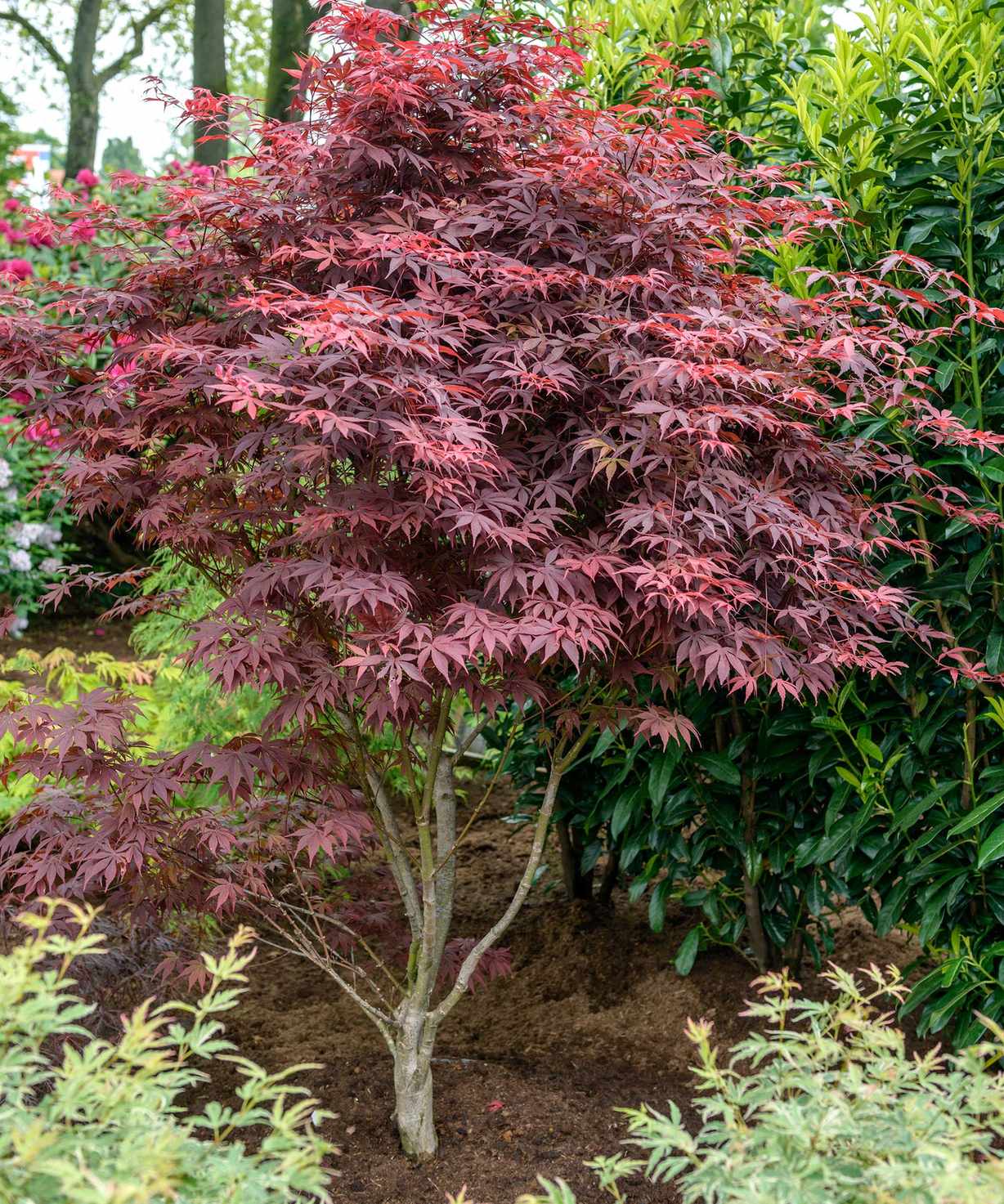 Acer palmatum 'Bloodgood'