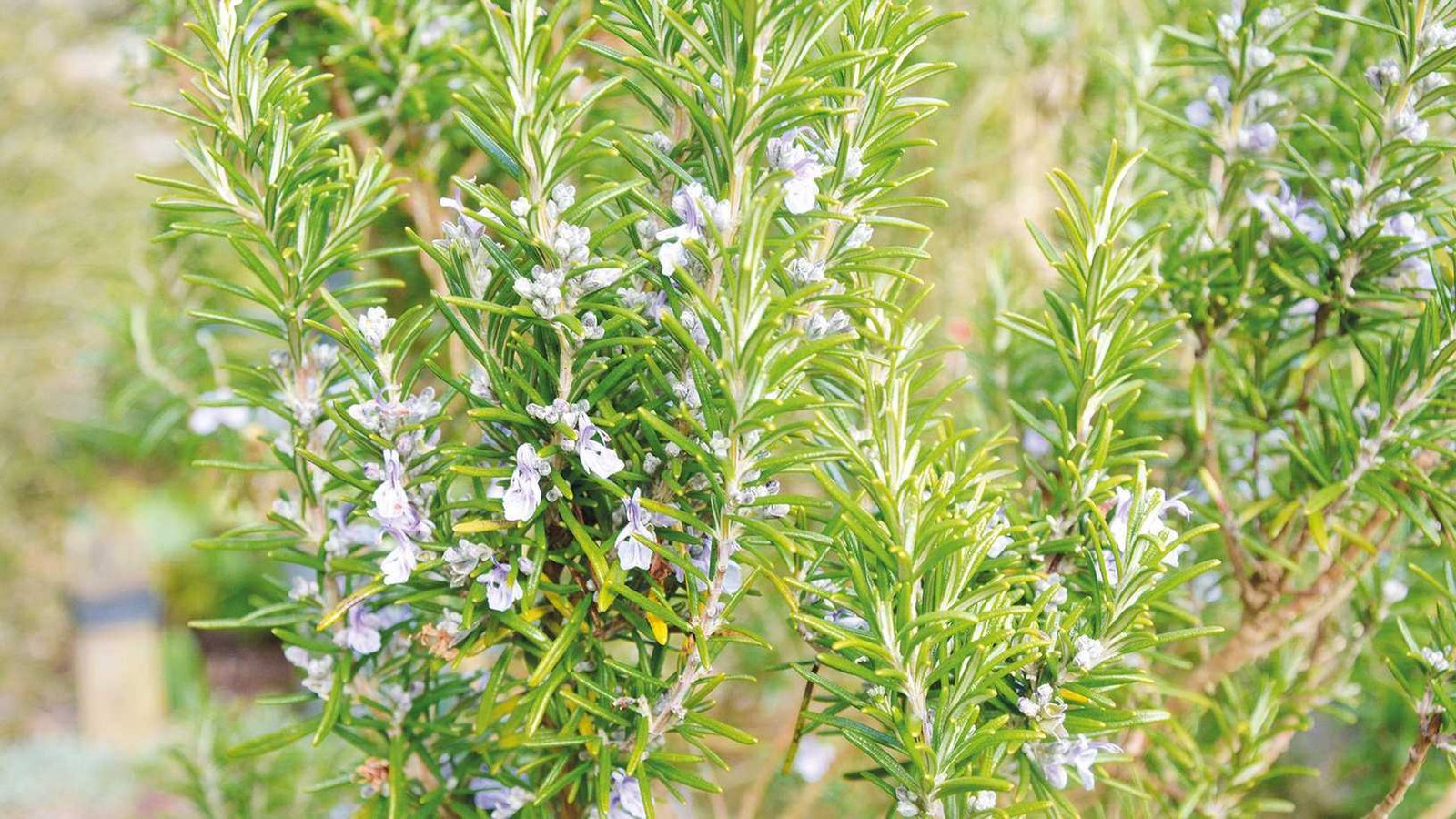 How to grow rosemary – from cuttings and from seed, with top care tips