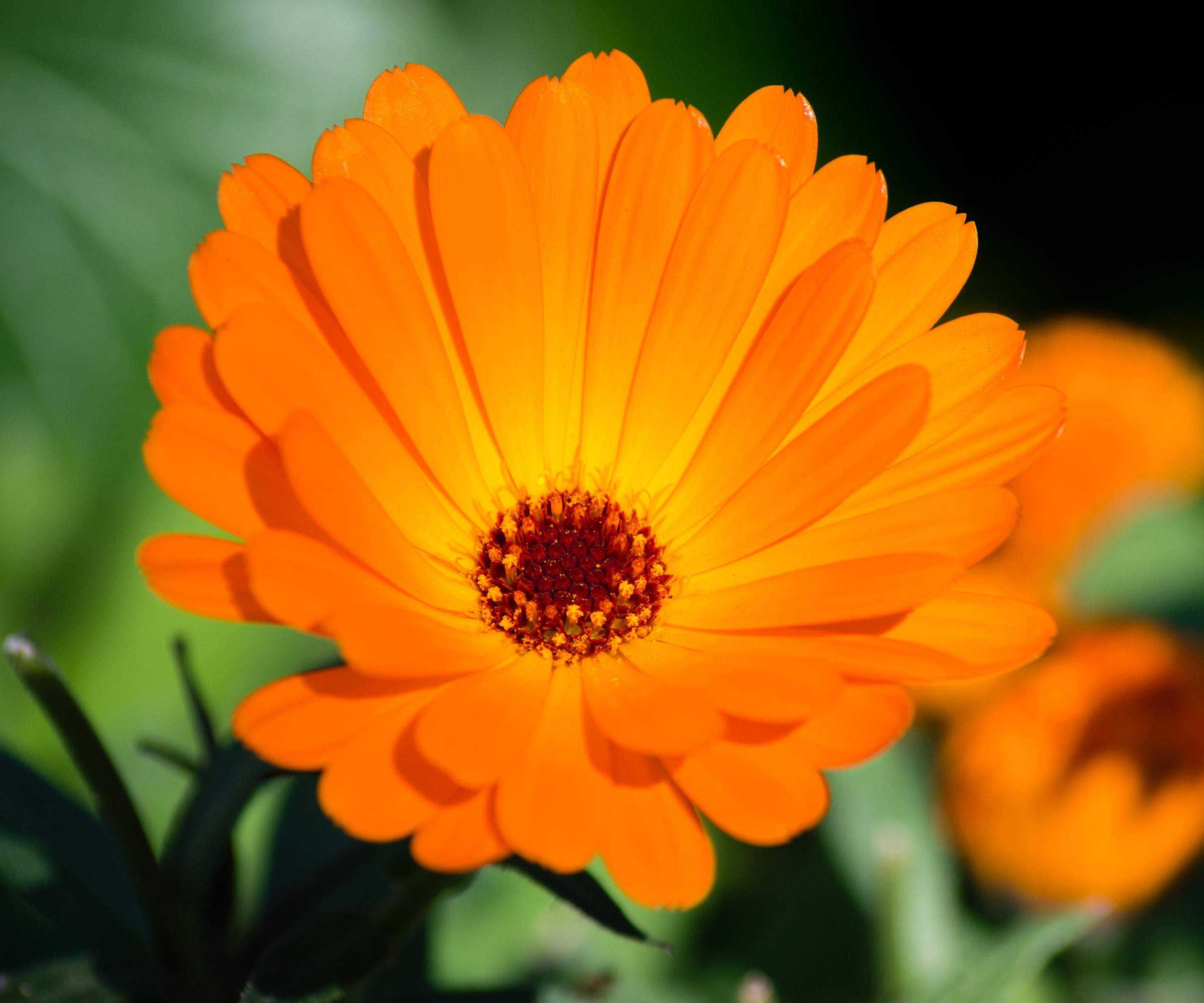 calendula Indian Prince flowering in summer