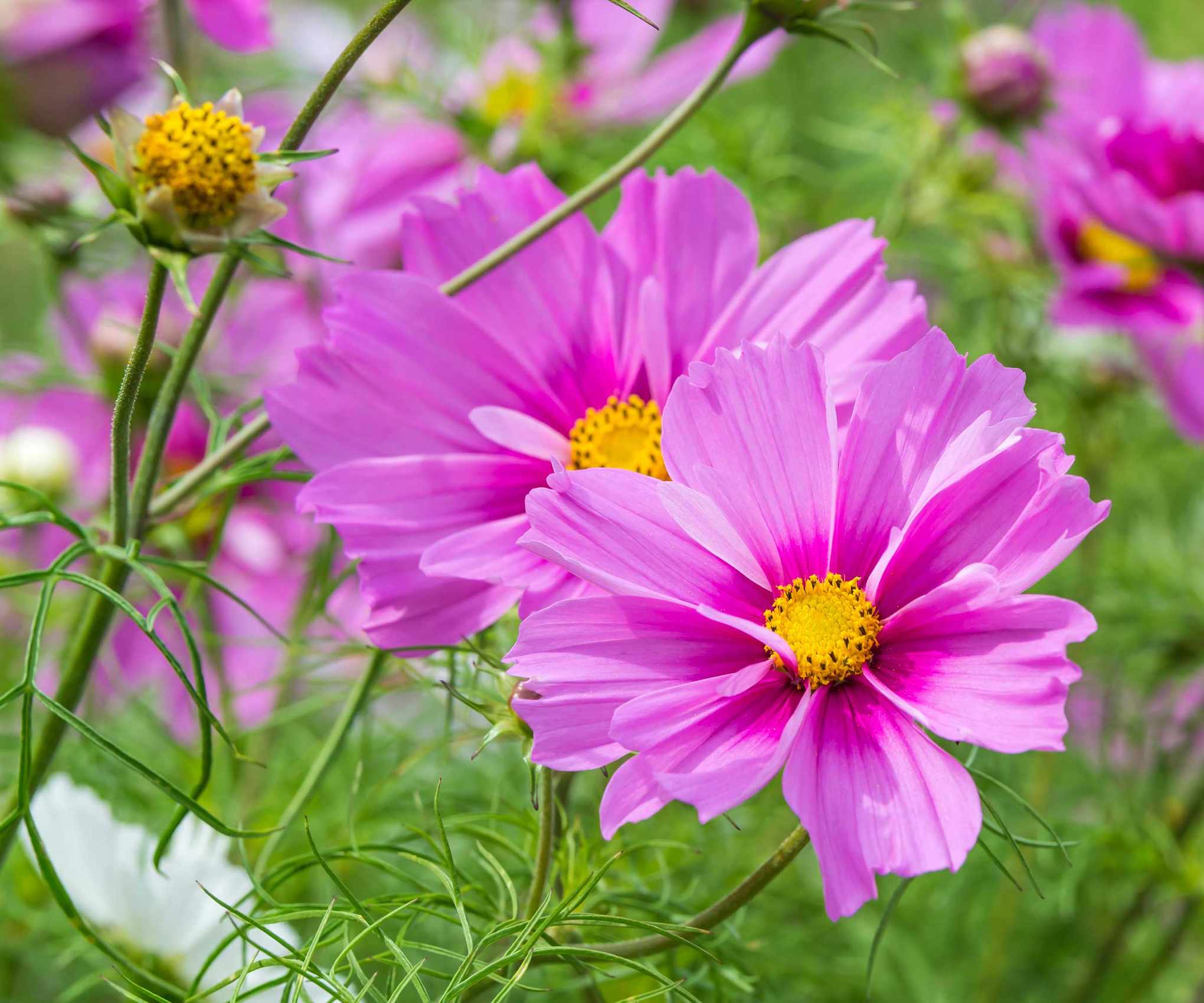 pink cosmos