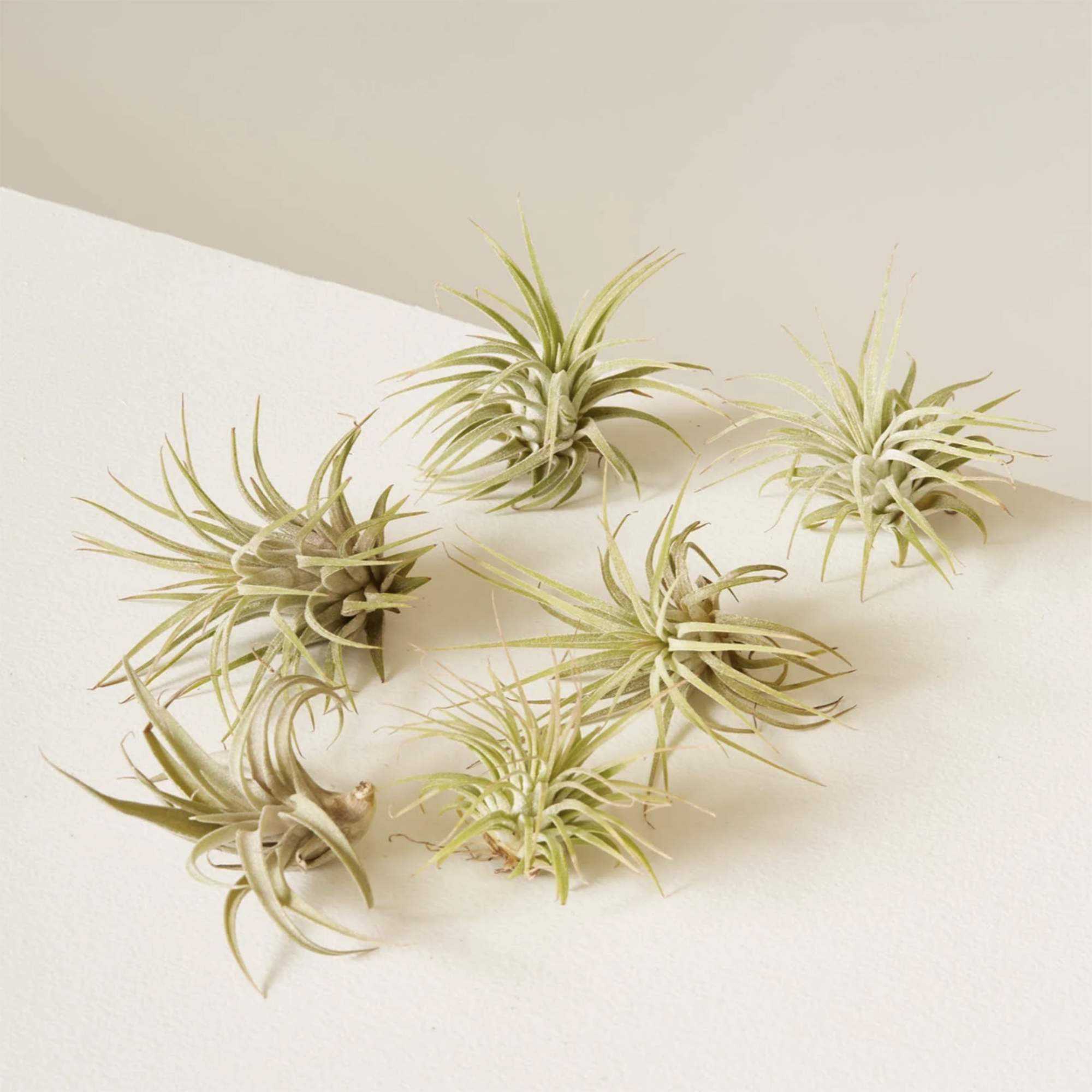 Six Assorted Air Plants