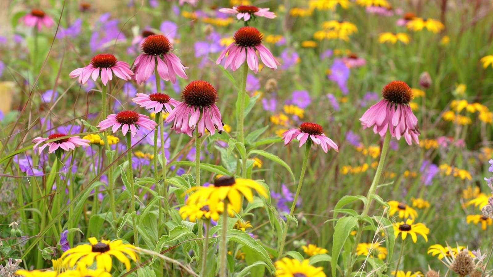 The One Plant Swap to Make on Earth Day to Transform Your Garden Into a Wildlife-Friendly Haven