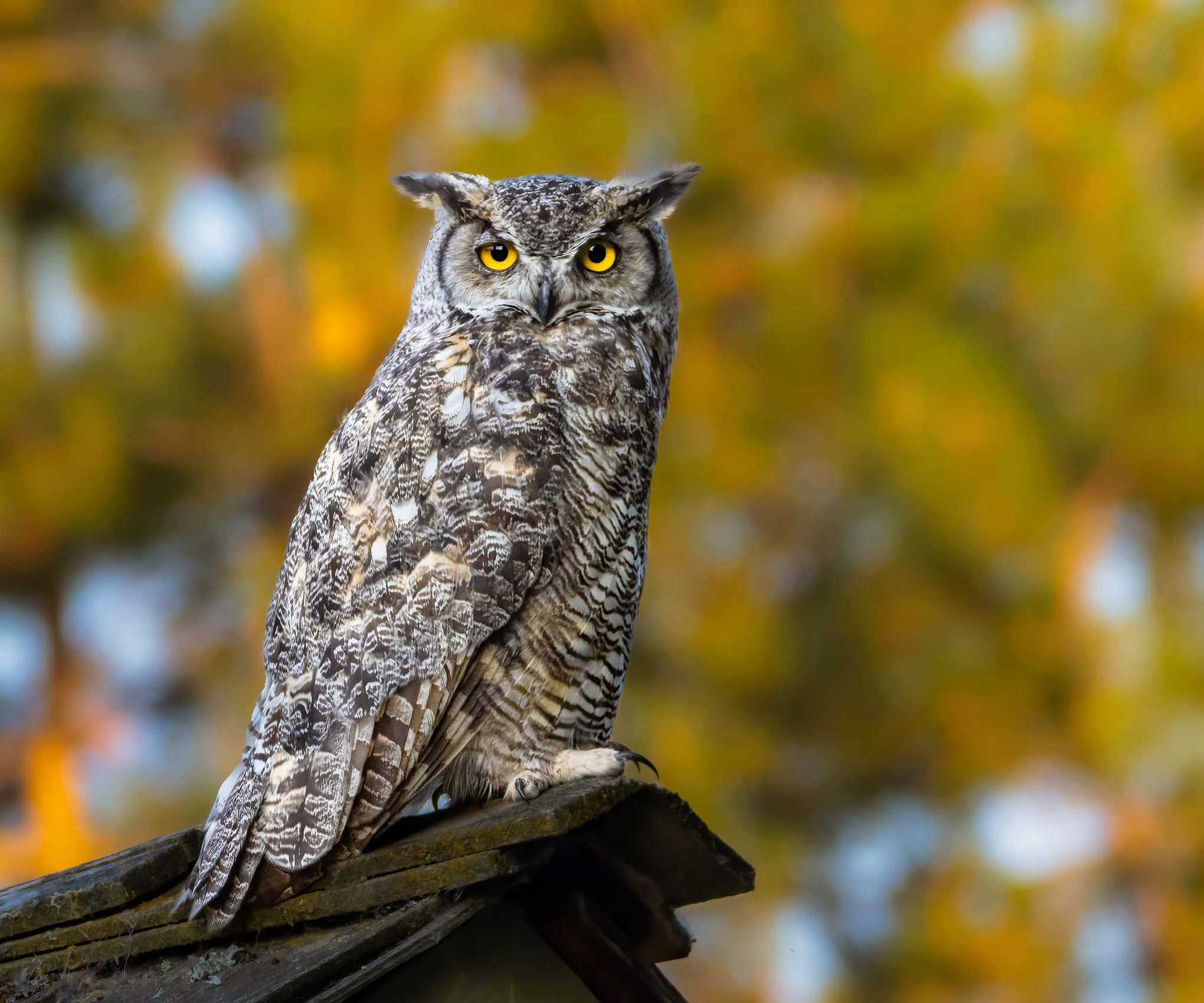 great horned owl