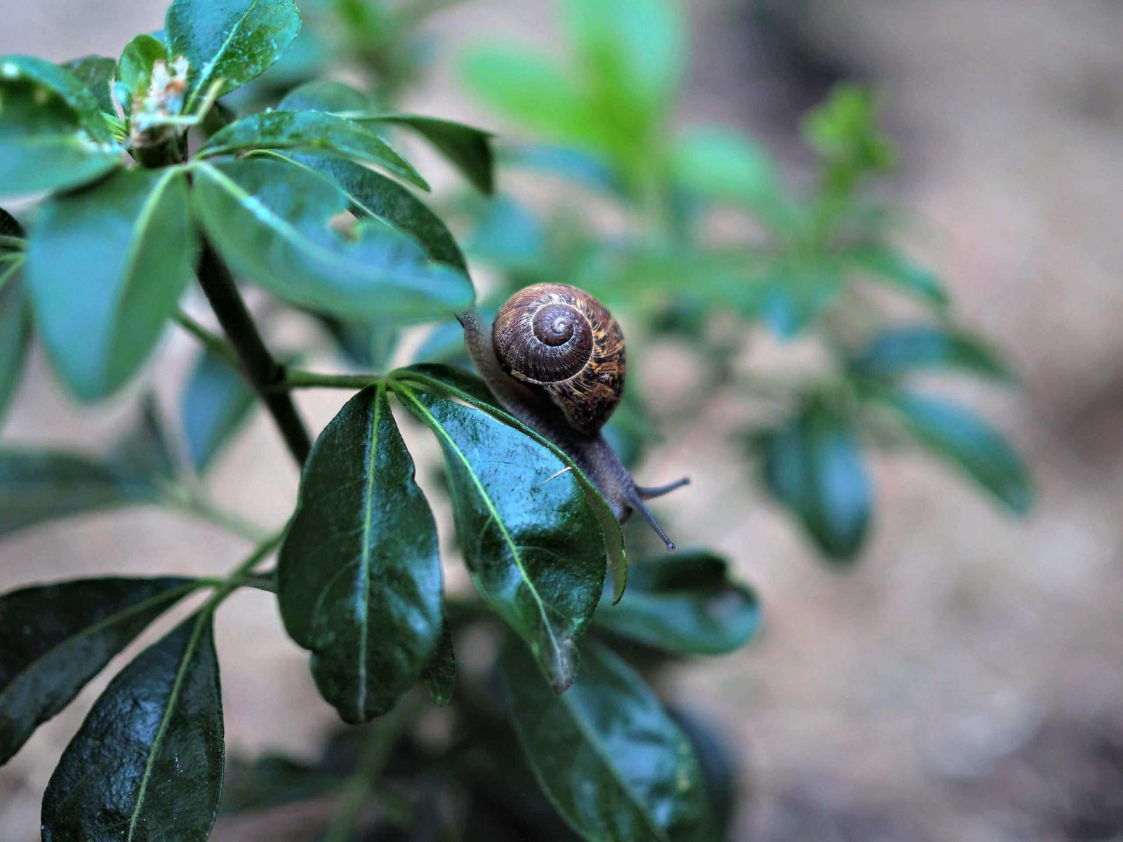 How to get rid of snails – wave goodbye to these greedy plant-eaters