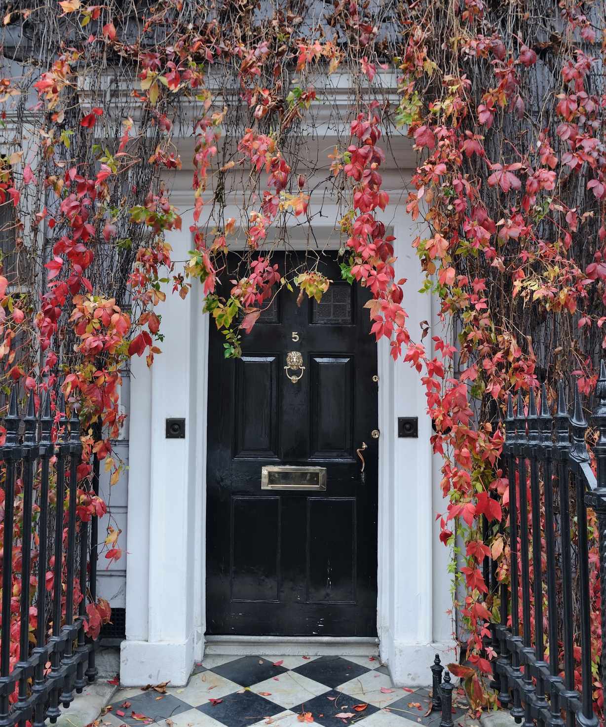 Glossy black front door surrounded by foliage