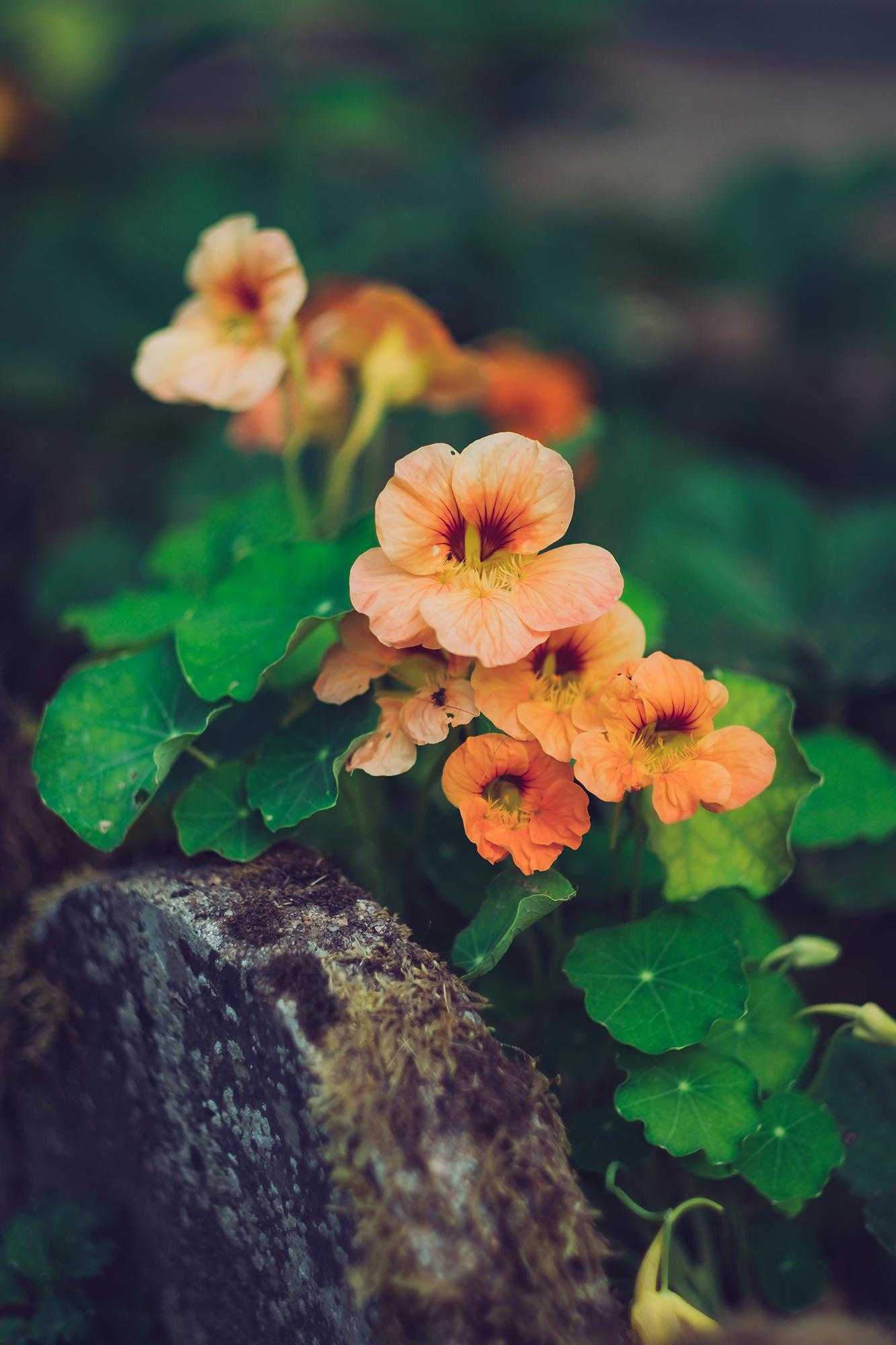 nasturtium