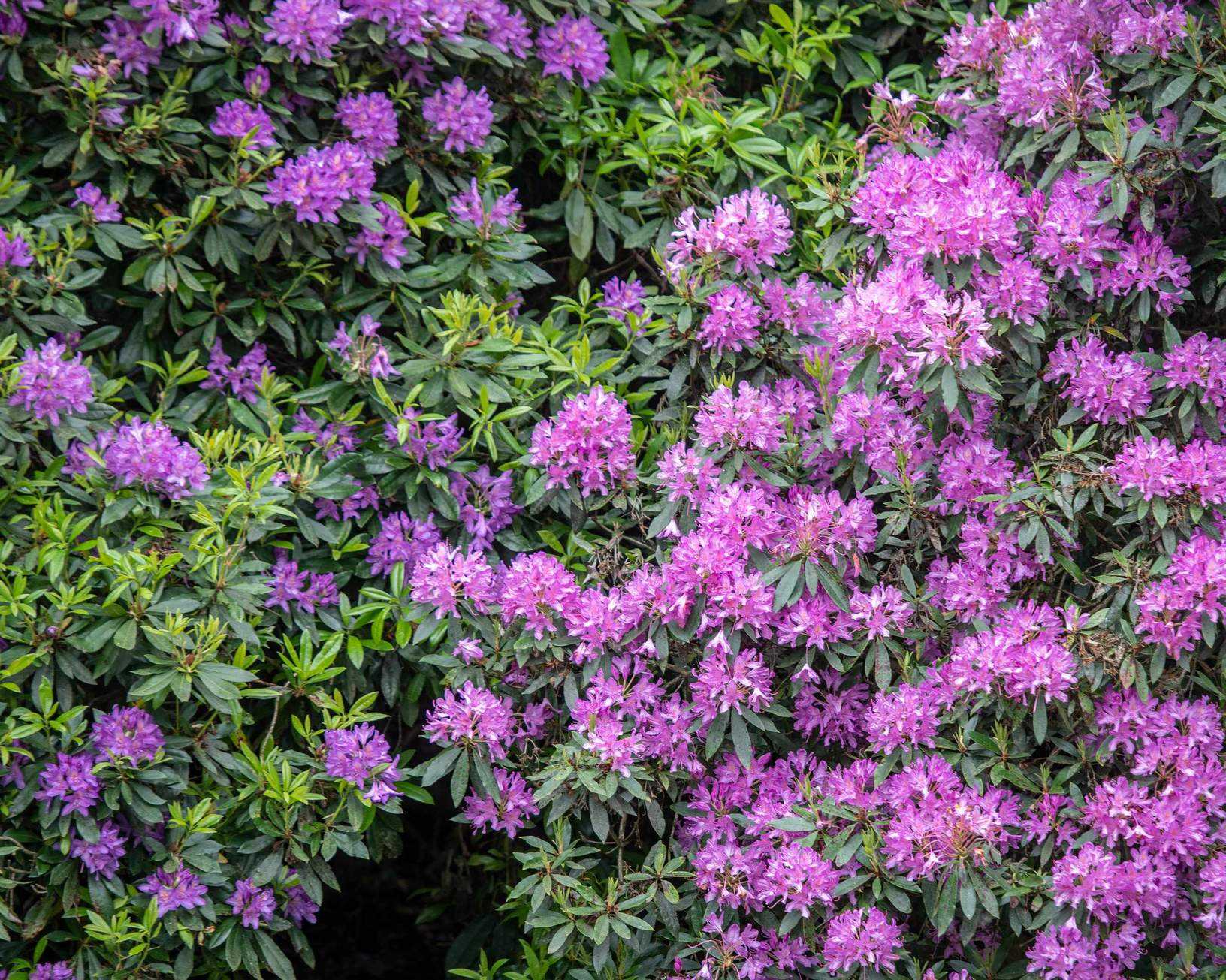 flowering rhododendron shrub