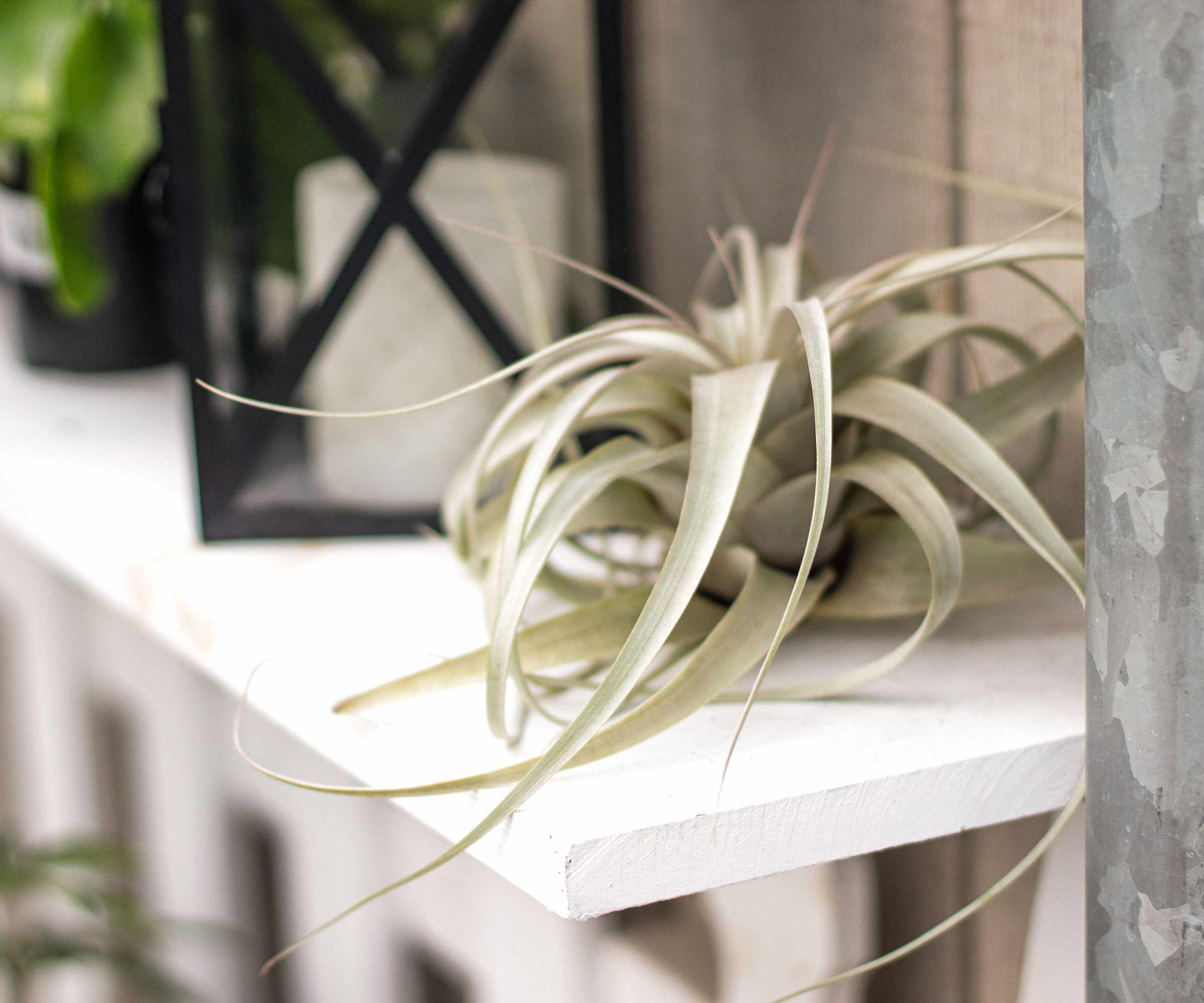 Tillandsia (Air plant) sitting on white shelf