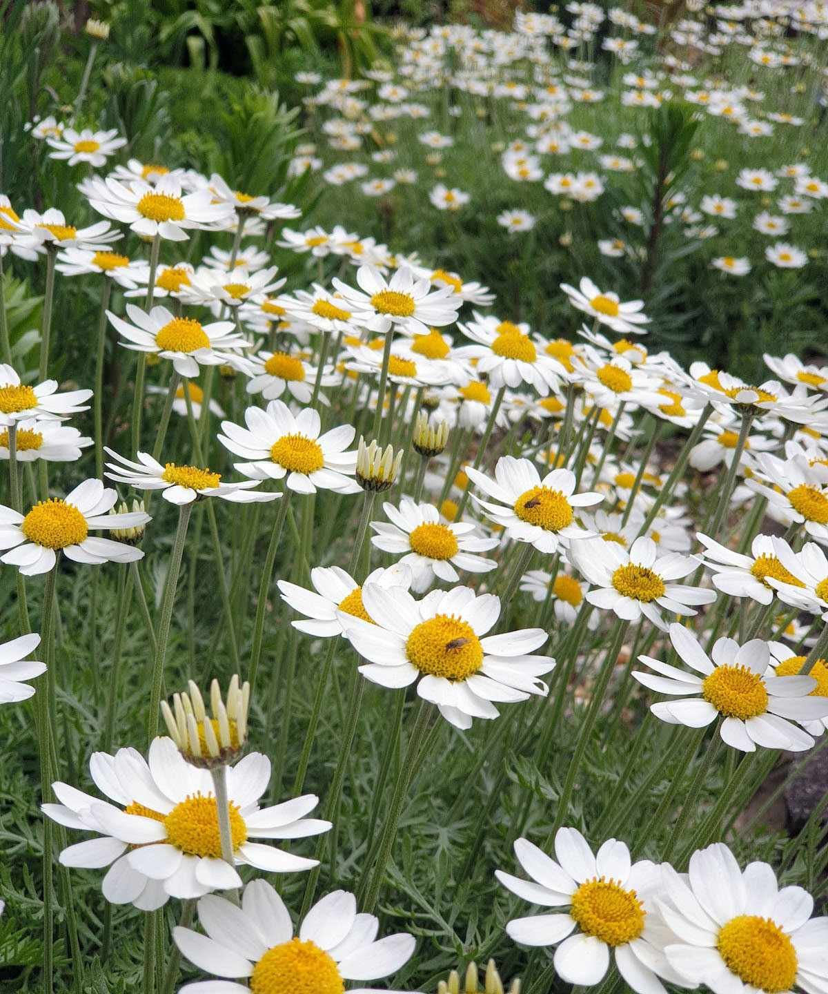 daisy like Anthemis &lsquo;Tetworth&rsquo; flowers