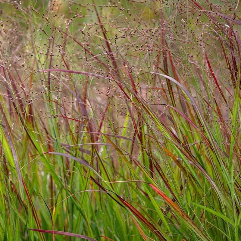Perfect Plants switch grass