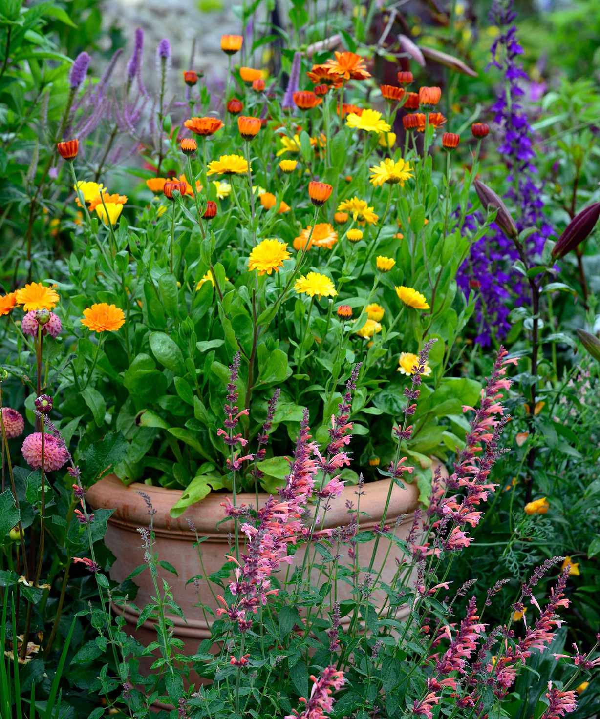 terracotta pot with flowers