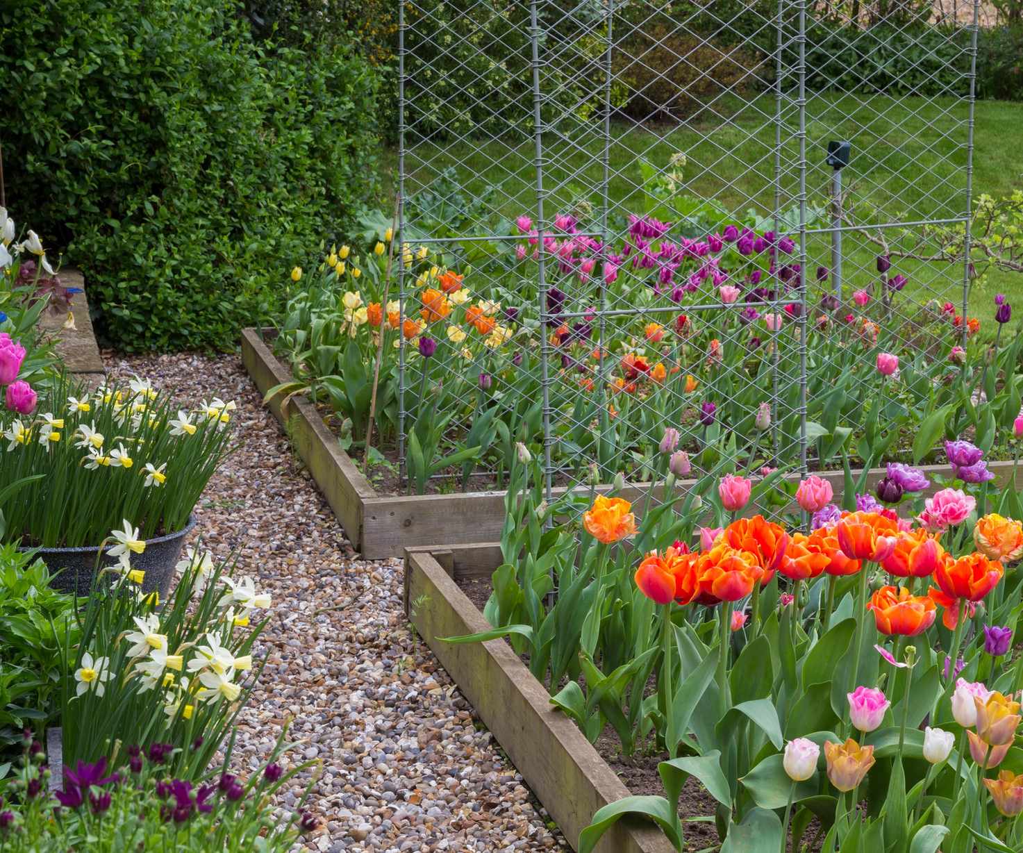 Tulip trial bed by Zinnia Design, wirework arches