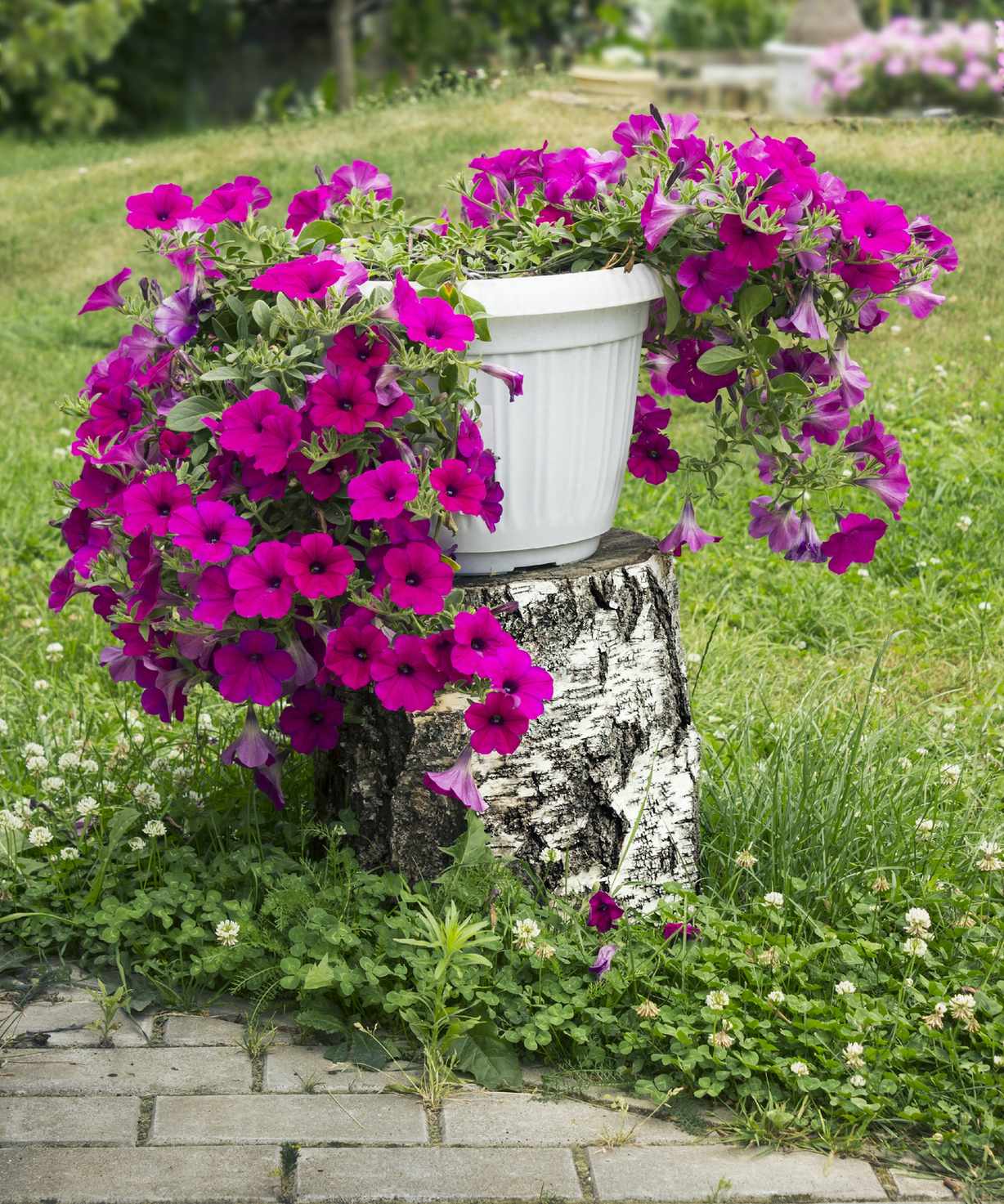 Petunias in pots