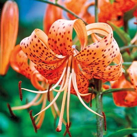 Orange Tiger Lily Dormant Flowering Bulbs (3-Pack)