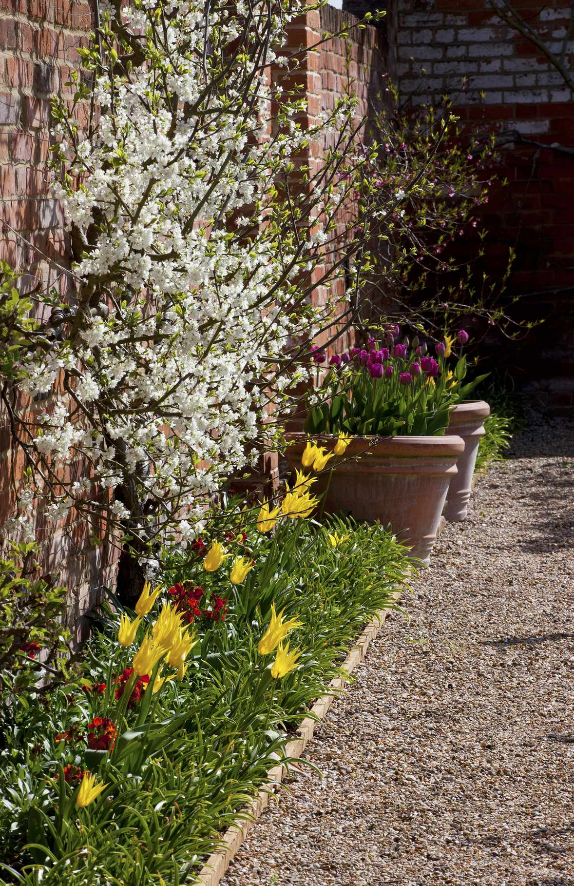 trees in garden underplanted by bulbs