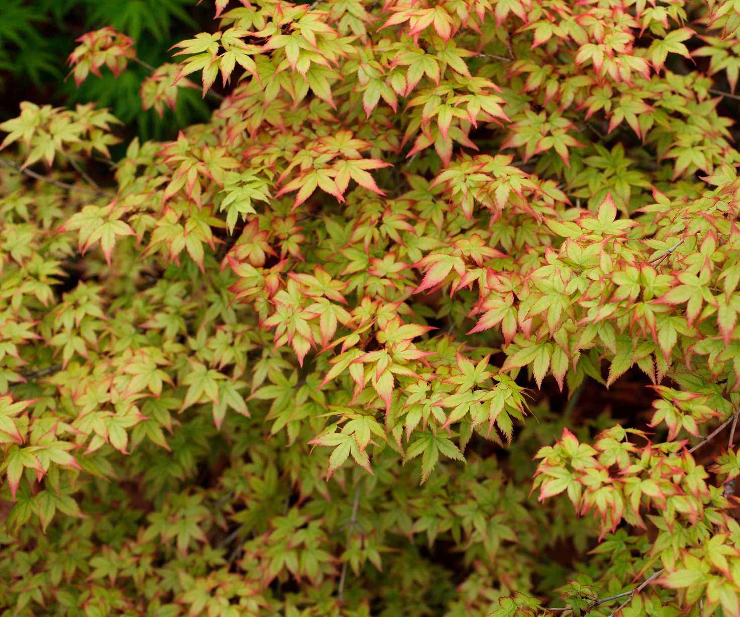 Acer palmatum 'Little Princess'