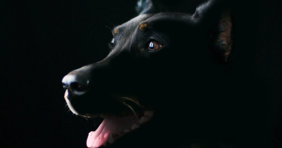 Is EzyDog Worth It? An Honest Shopper's Review + 2026 Codes