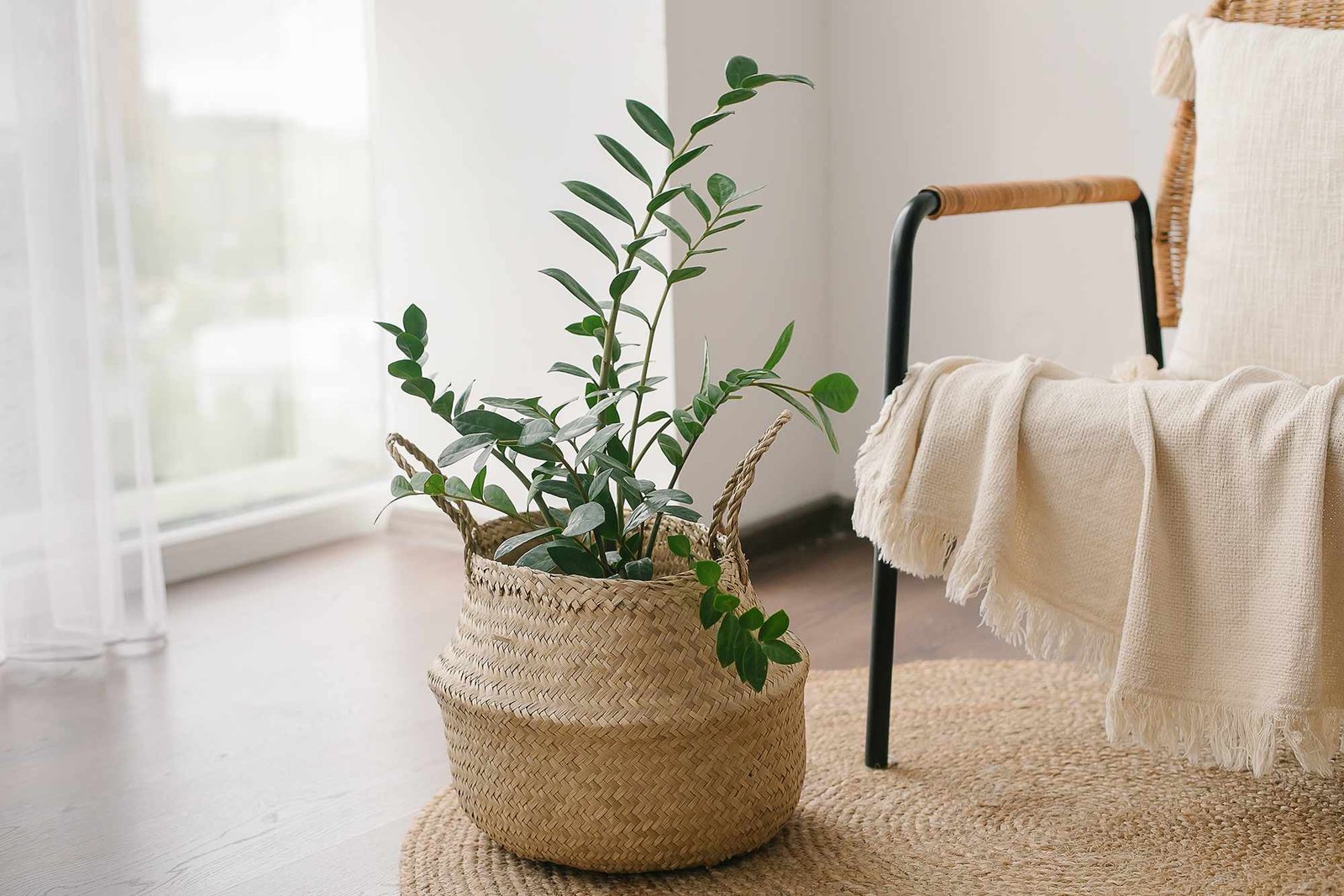 Home plant Zanzibar Gem, ZZ Plant in straw basket on floor near cozy armchair with beige plaid