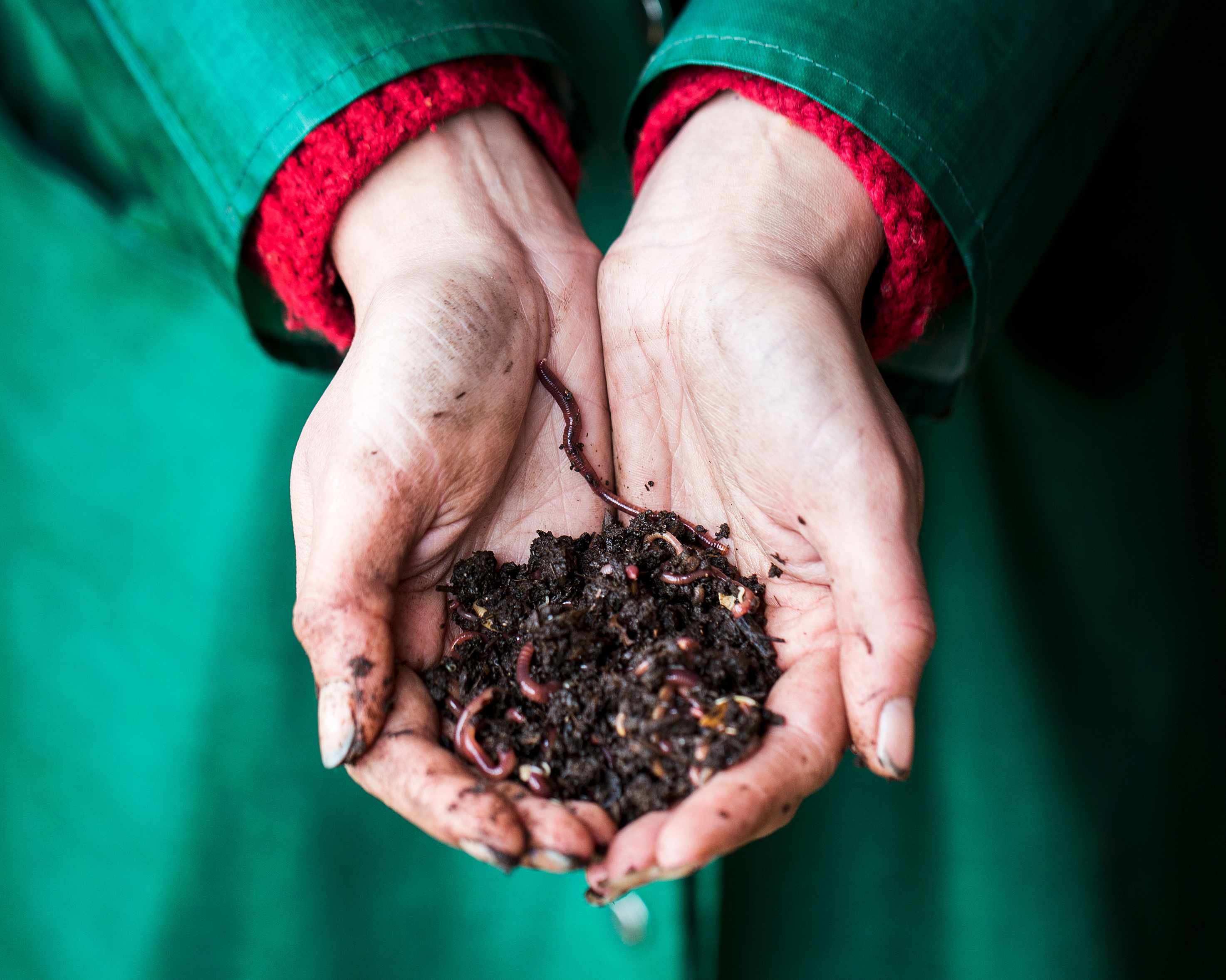 worms for a worm composting
