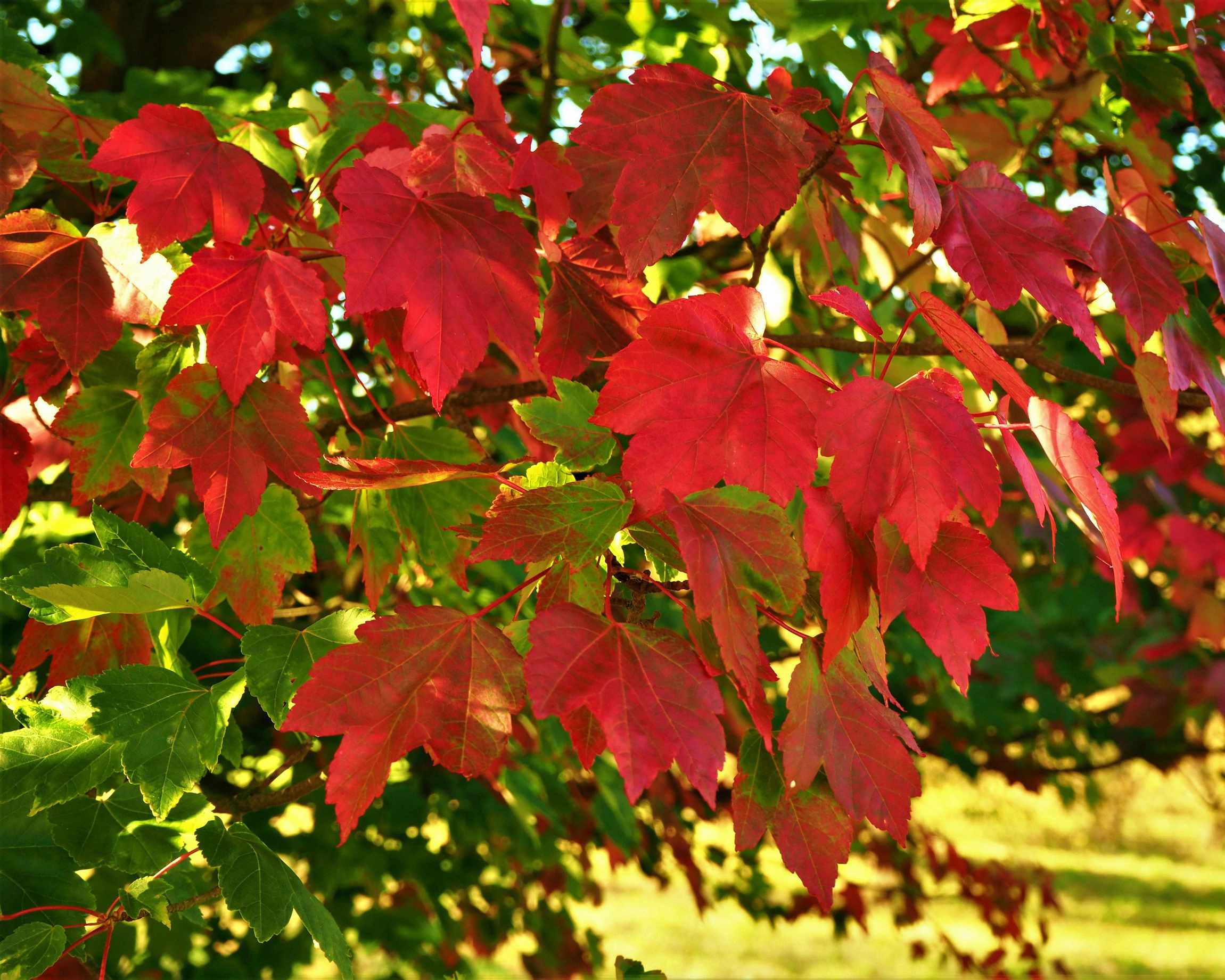 acer rubrum october glory