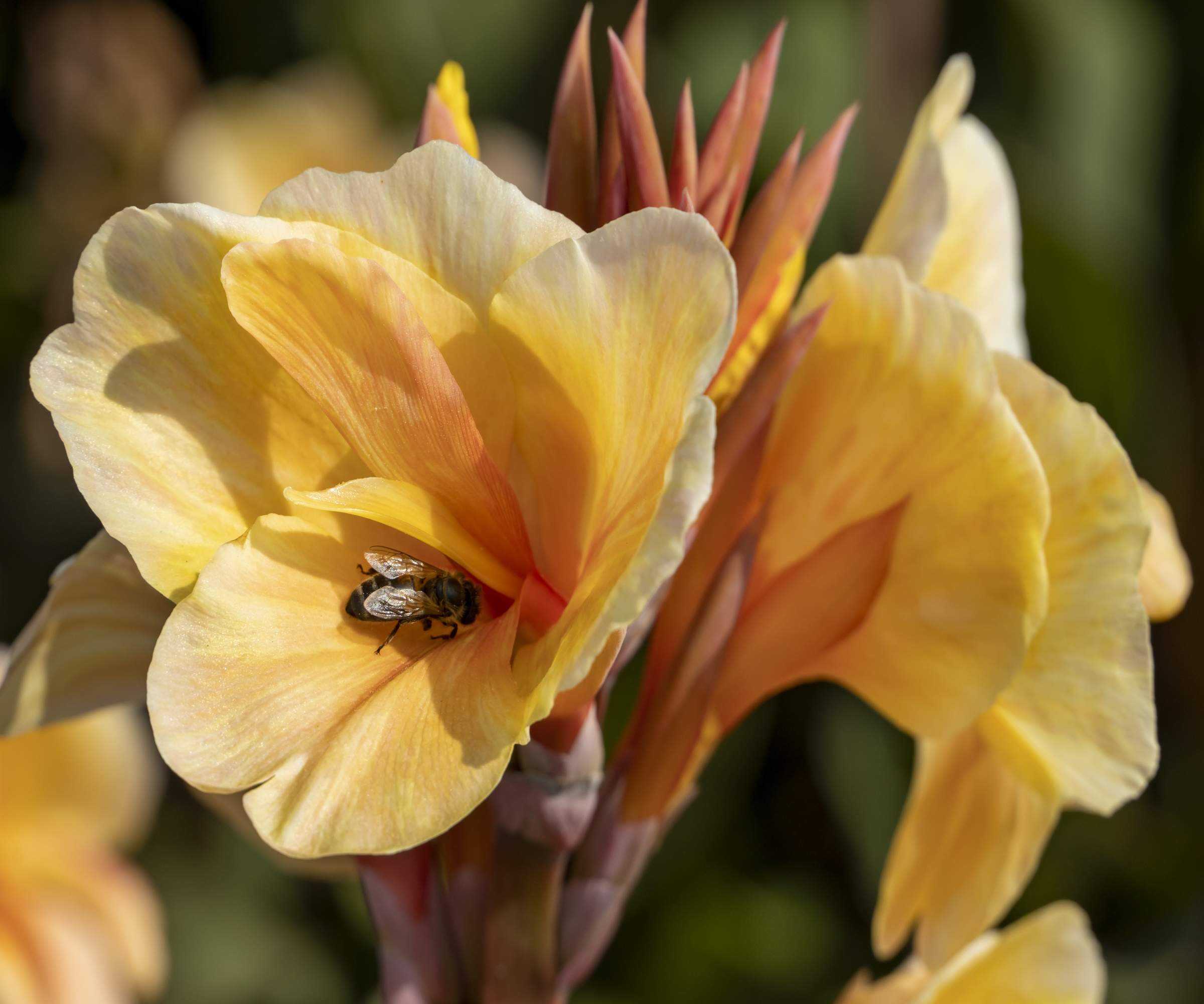 Canna Madame Angele Martin