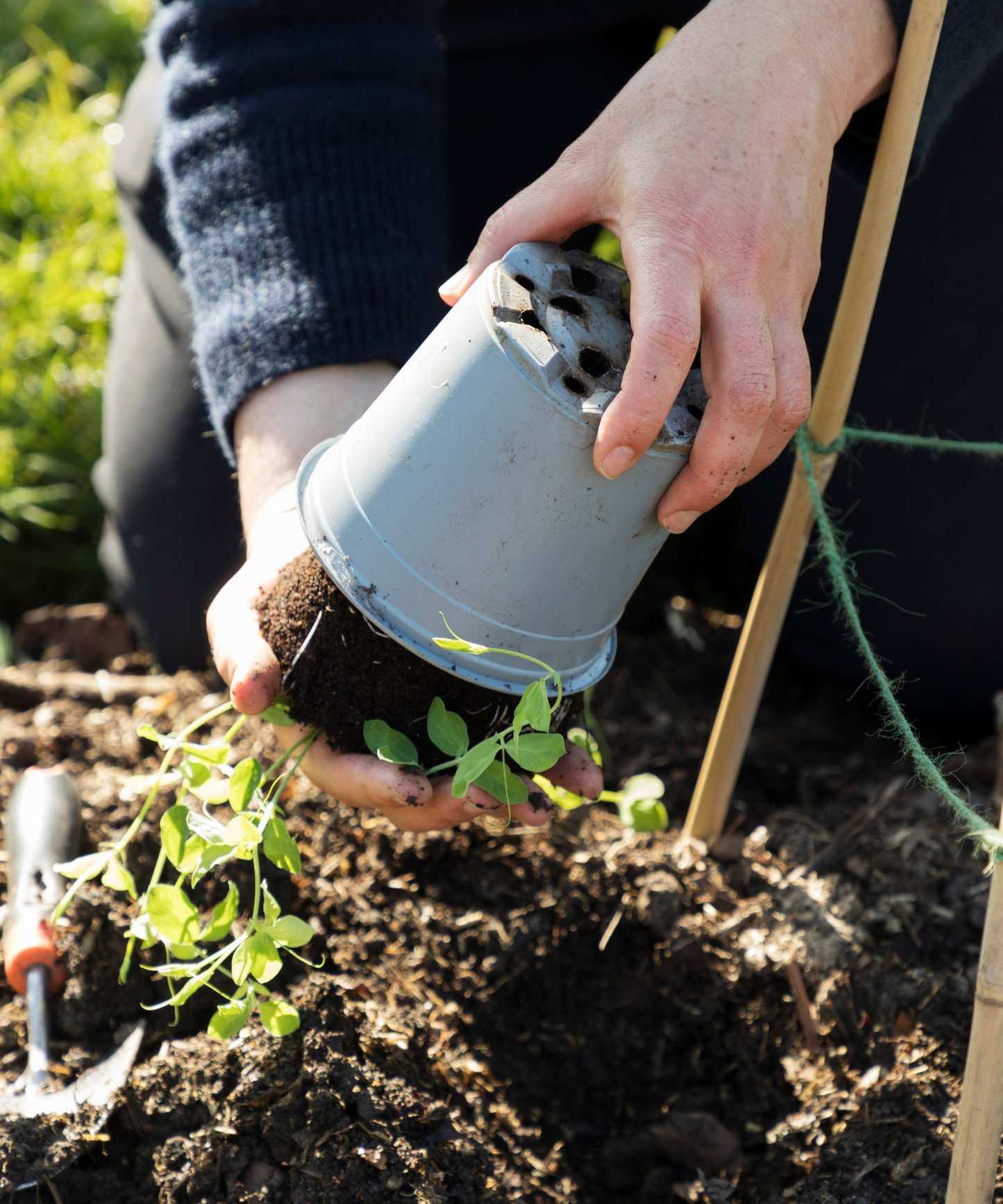 Transplanting sweet pea seedlings into outdoor soil
