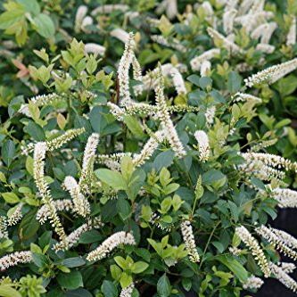 Scentlandia&reg; Sweetspire - 4" Pot - Itea - Proven Winners