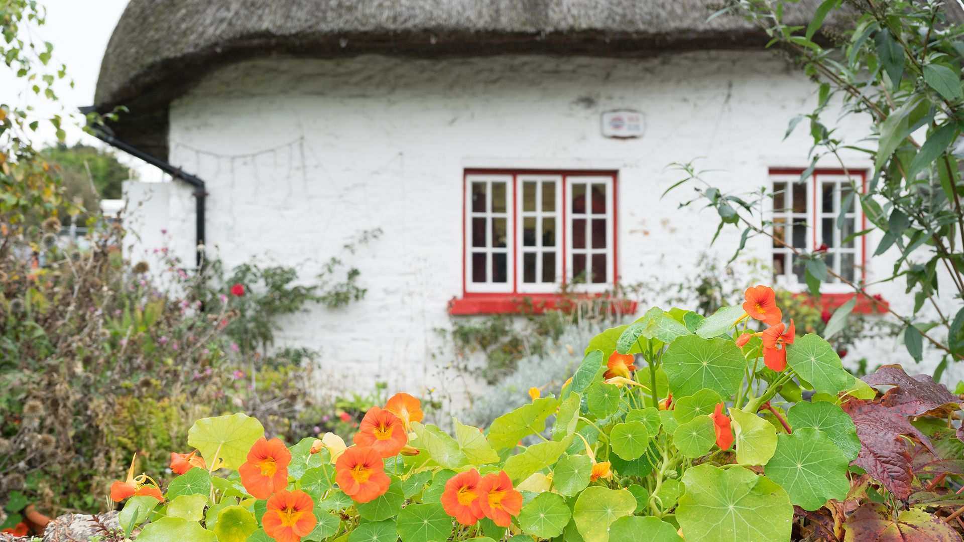 How to grow nasturtium