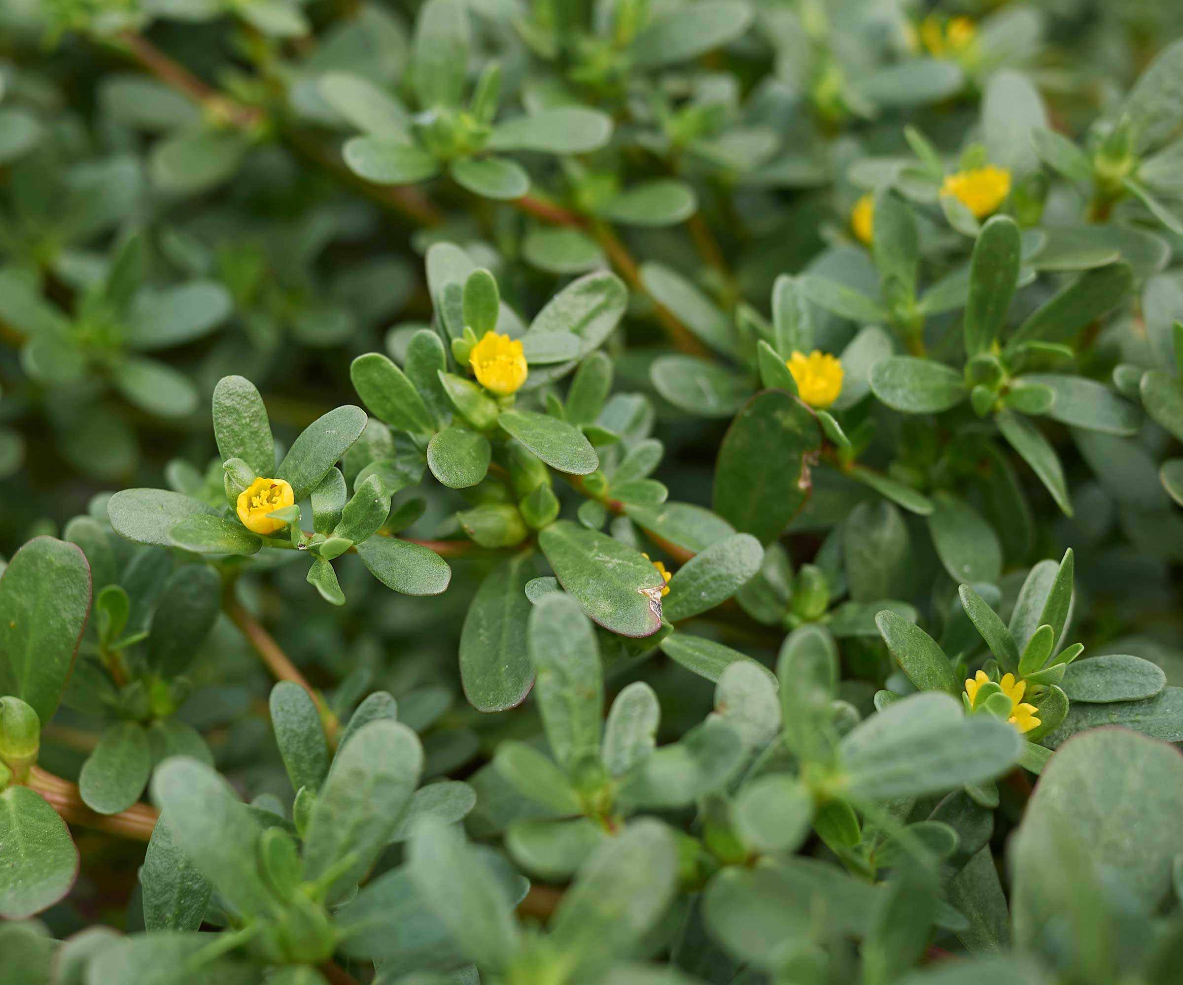 purslane, Portulaca oleracea, with yellow flowers