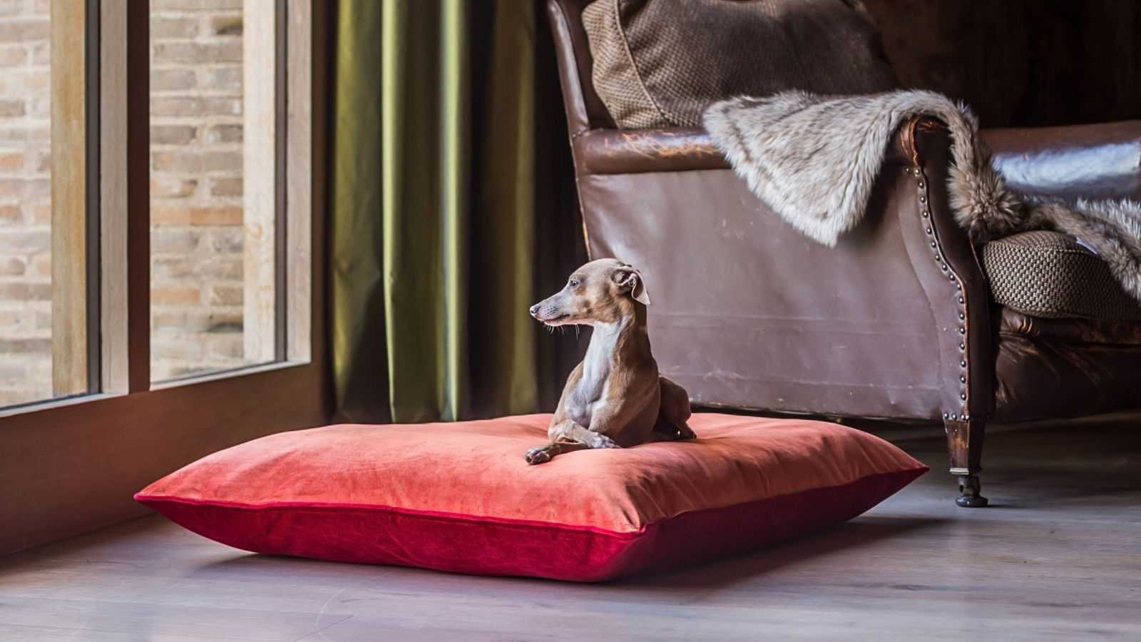 How to keep a clean home when you have pets – our ultimate guide to living with furry friends