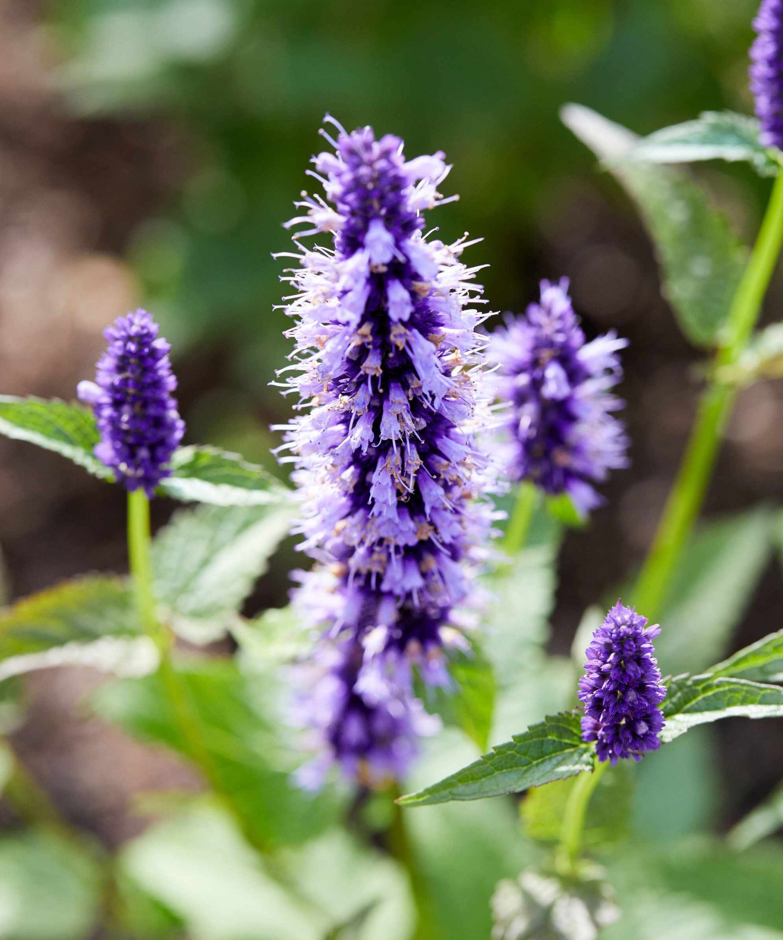 purple flowers of agastache black adder
