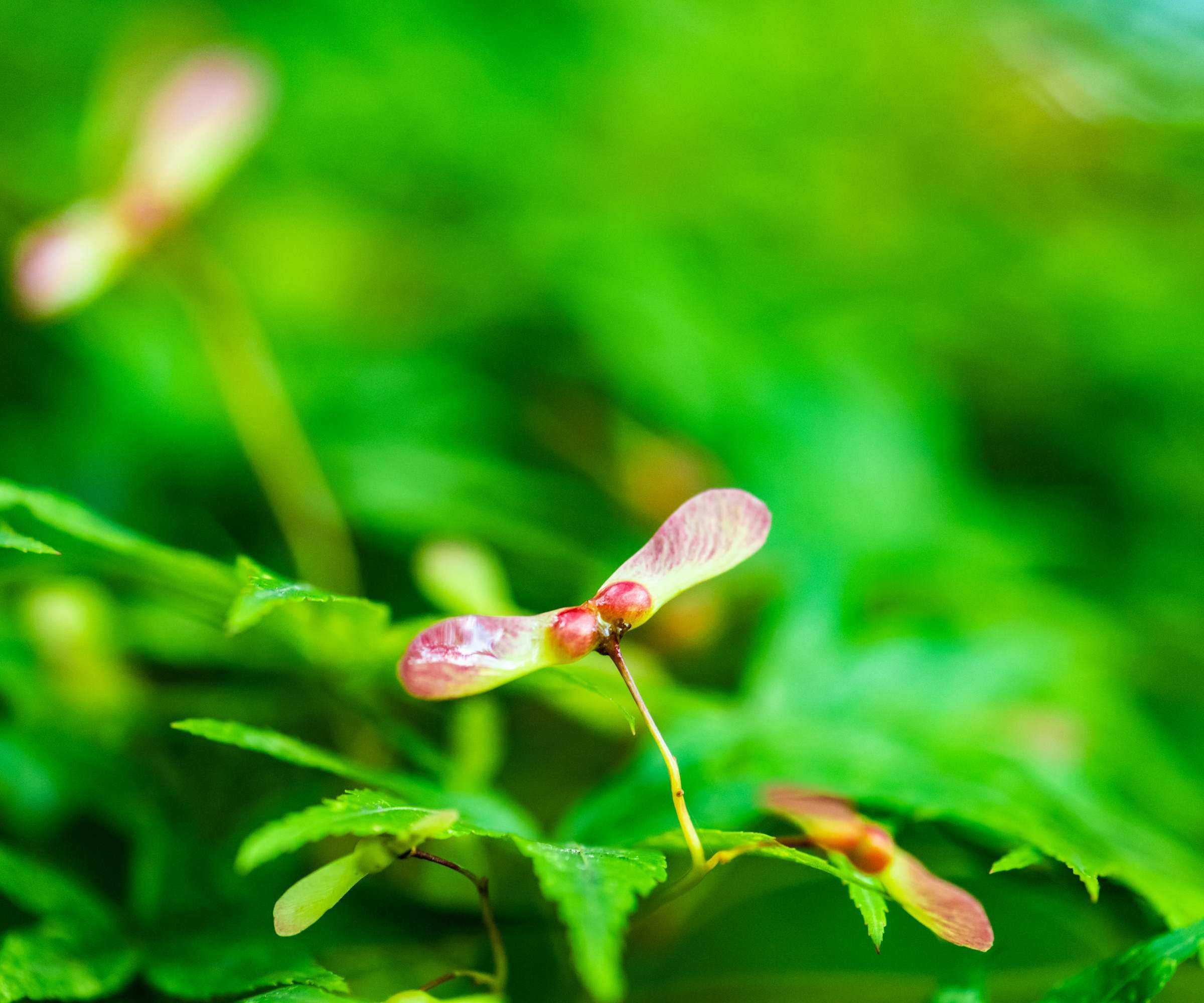 Japanese maple seeds housed in the wing-shaped samaras
