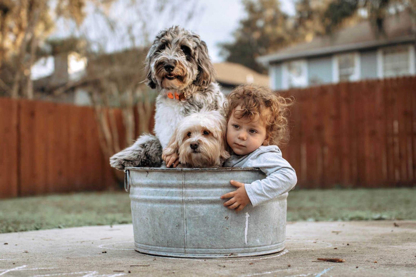 Are you (Financially) Ready For A Dog?