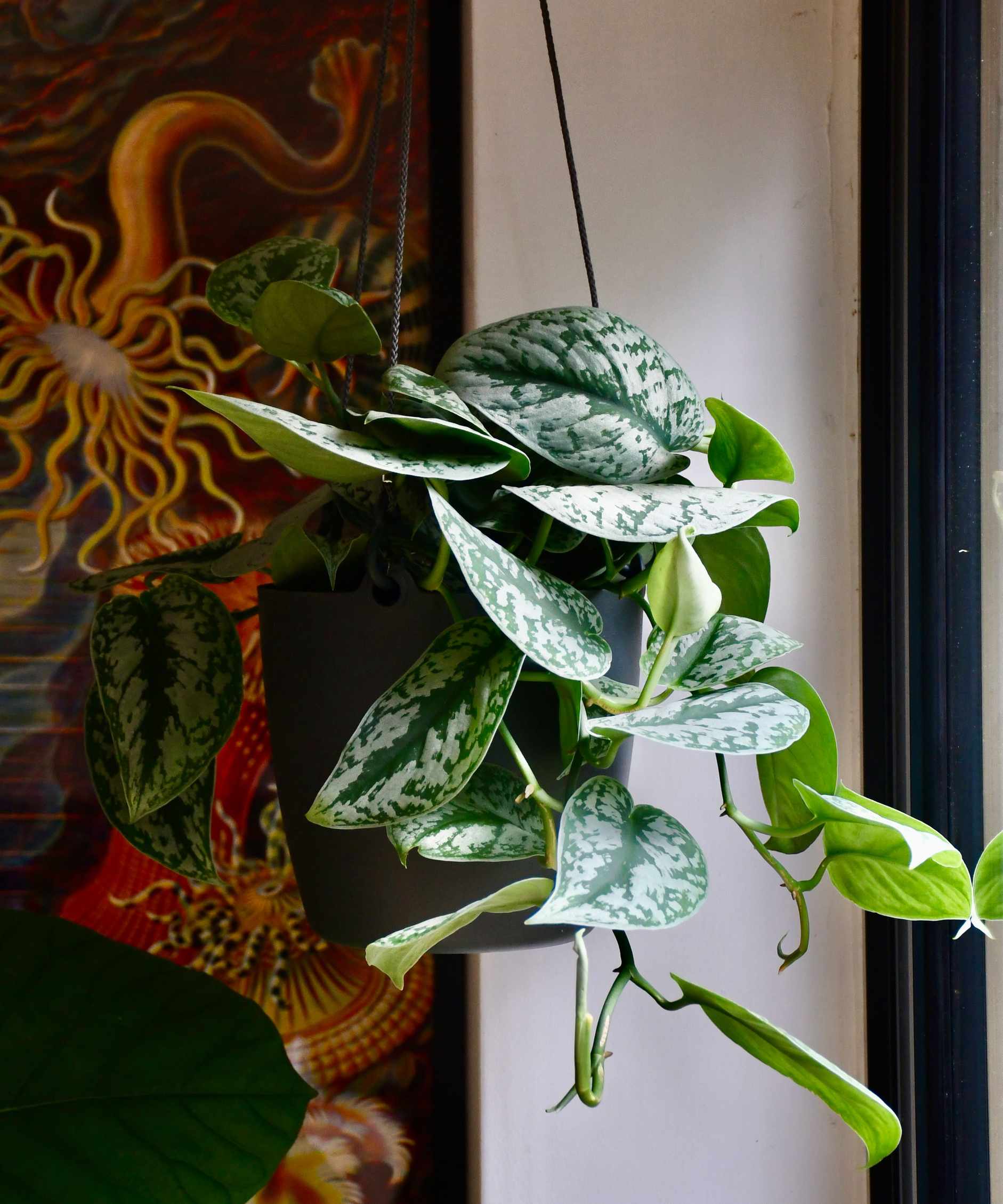 satin pothos, Scindapsus pictus &lsquo;Trebie&rsquo; as a house plant