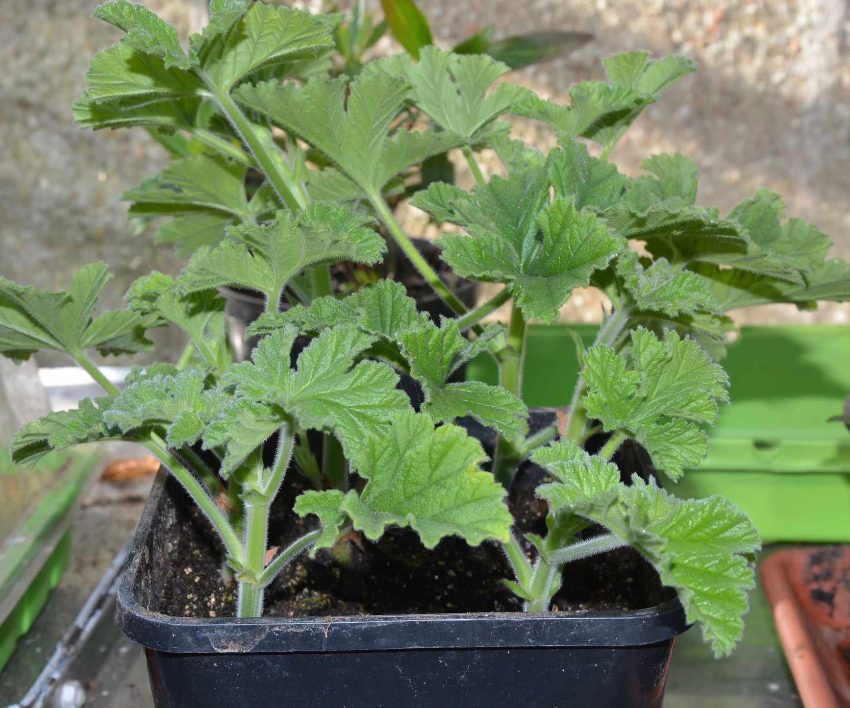 A pot of pelargonium cuttings that have rooted well and are growing
