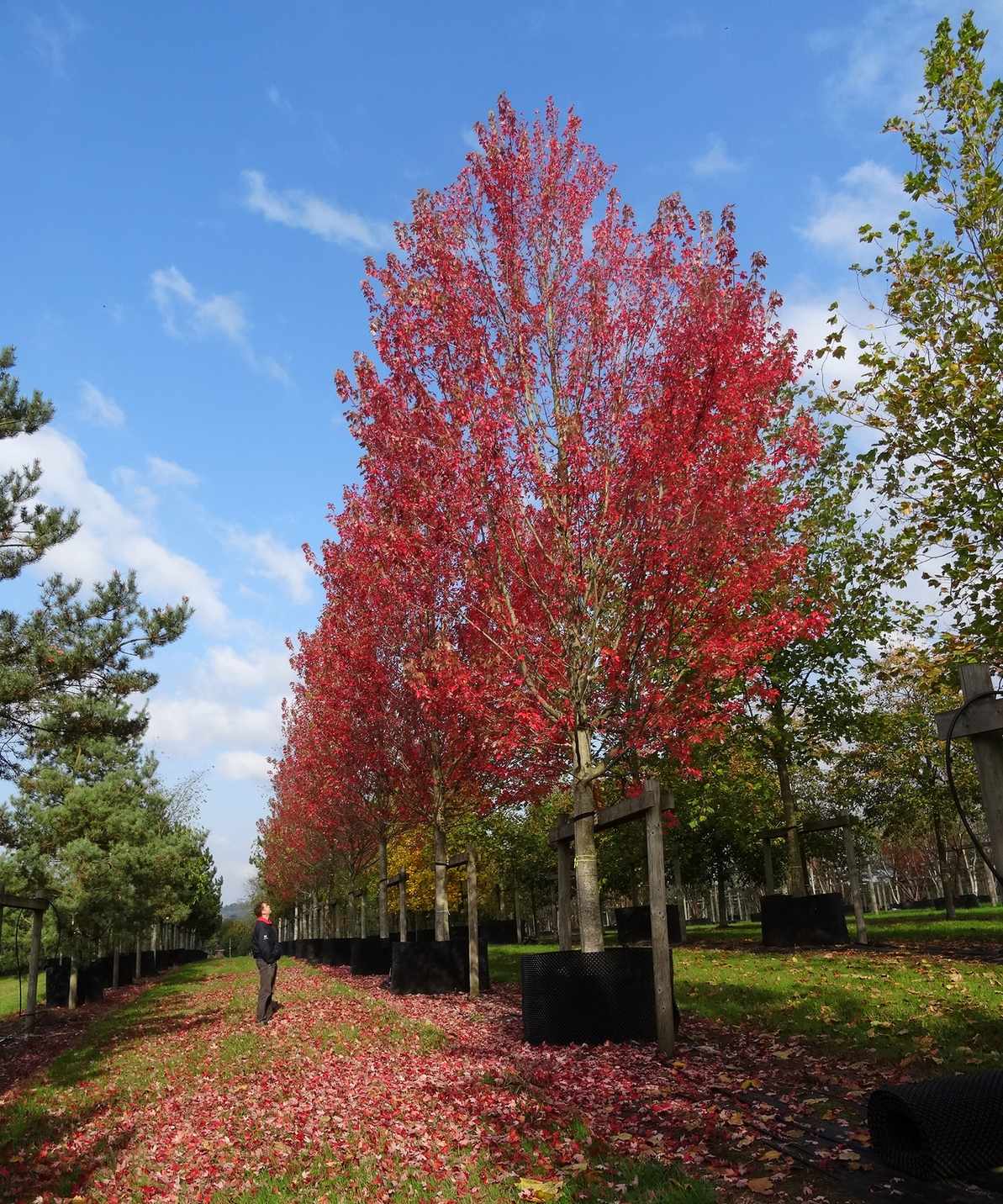 Acer x freemanii &lsquo;Autumn Blaze&rsquo; with leaves in fall color