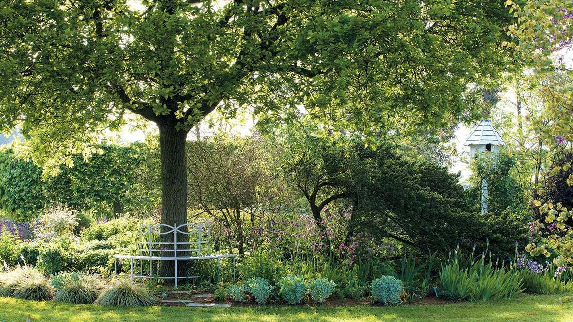Best trees for shade – including fast-growing varieties