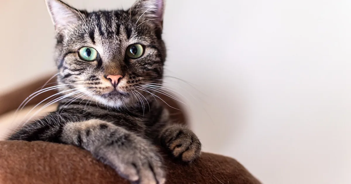 What to Know Before Shopping Fancy Feast (2026)